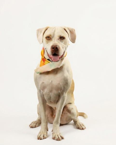 Gnomie, Adoptable, Young Male Labrador Retriever.