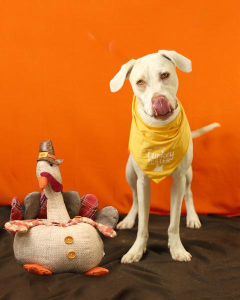 Gnomie, a Adoptable mixed breed in Eglin AFB, FL image 2/4