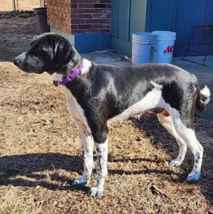 Olivia, Adoptable, Adult Female Pointer & Mixed Breed.
