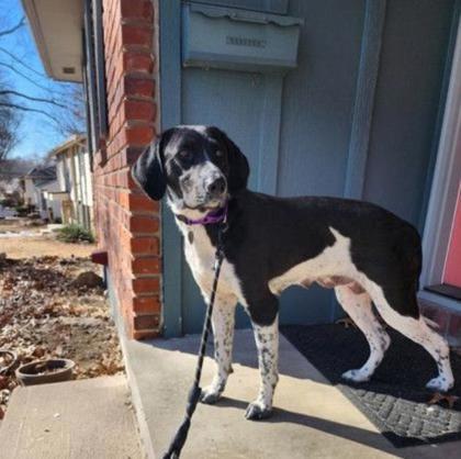 Enlarge Olivia, a Adoptable mixed breed in Merriam, KS image 2/3