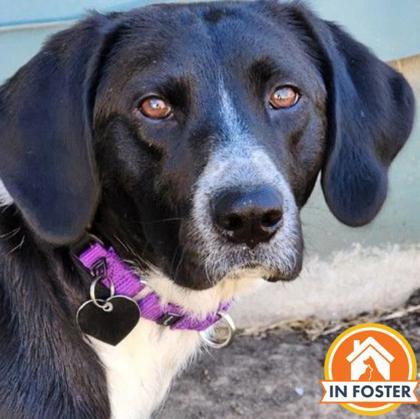 Enlarge Olivia, a Adoptable mixed breed in Merriam, KS image 3/3