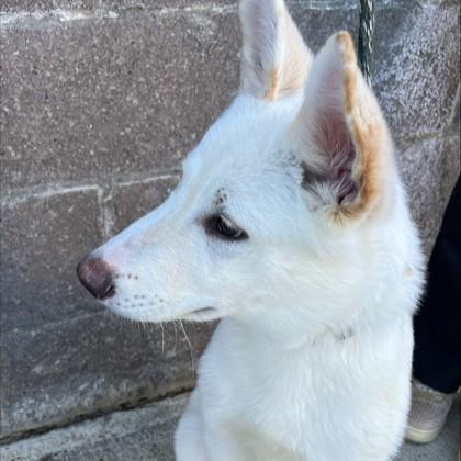 Wallen, adopted, Puppy Male Shepherd.