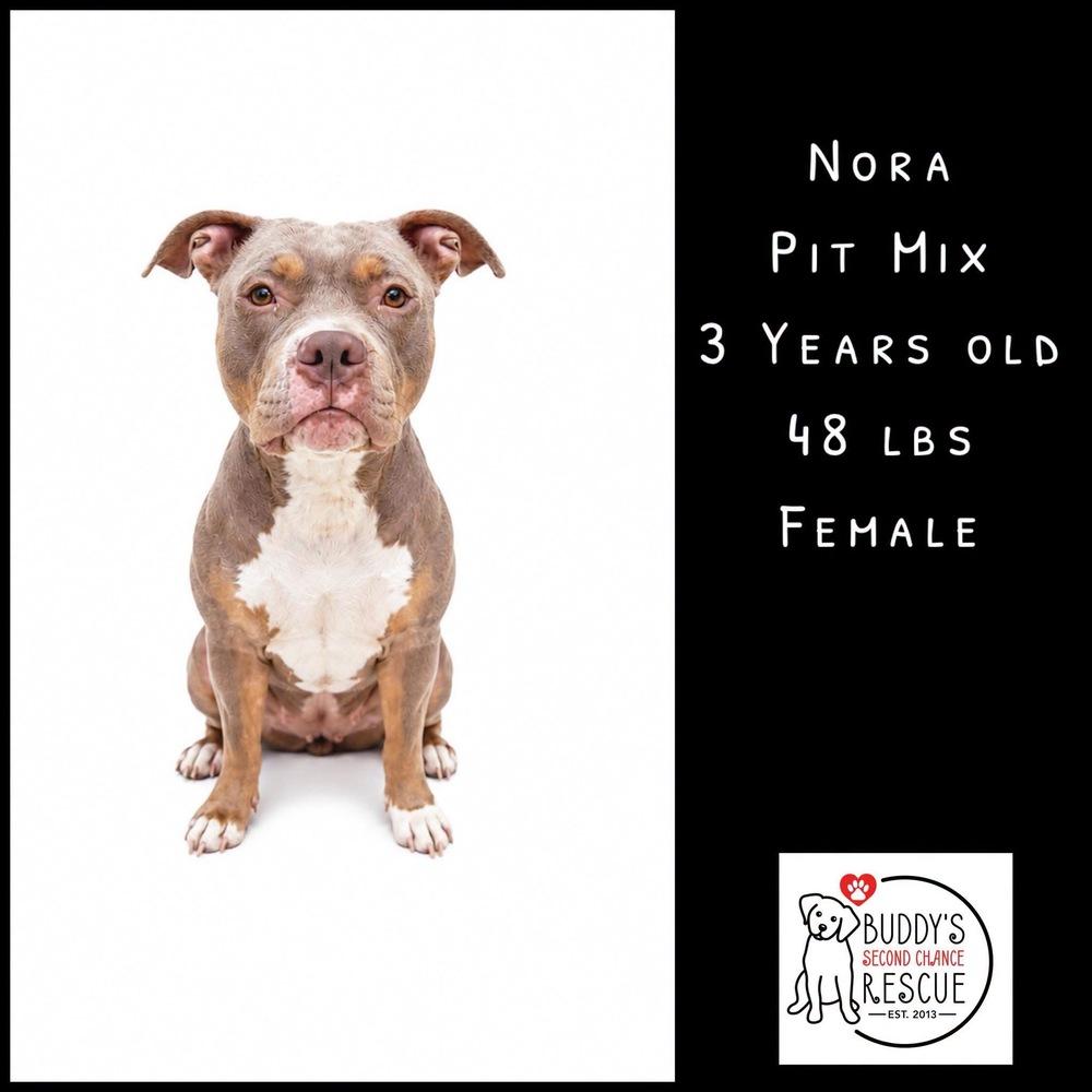 Enlarge Nora, a Adoptable mixed breed in Amherst, NY image 1/6
