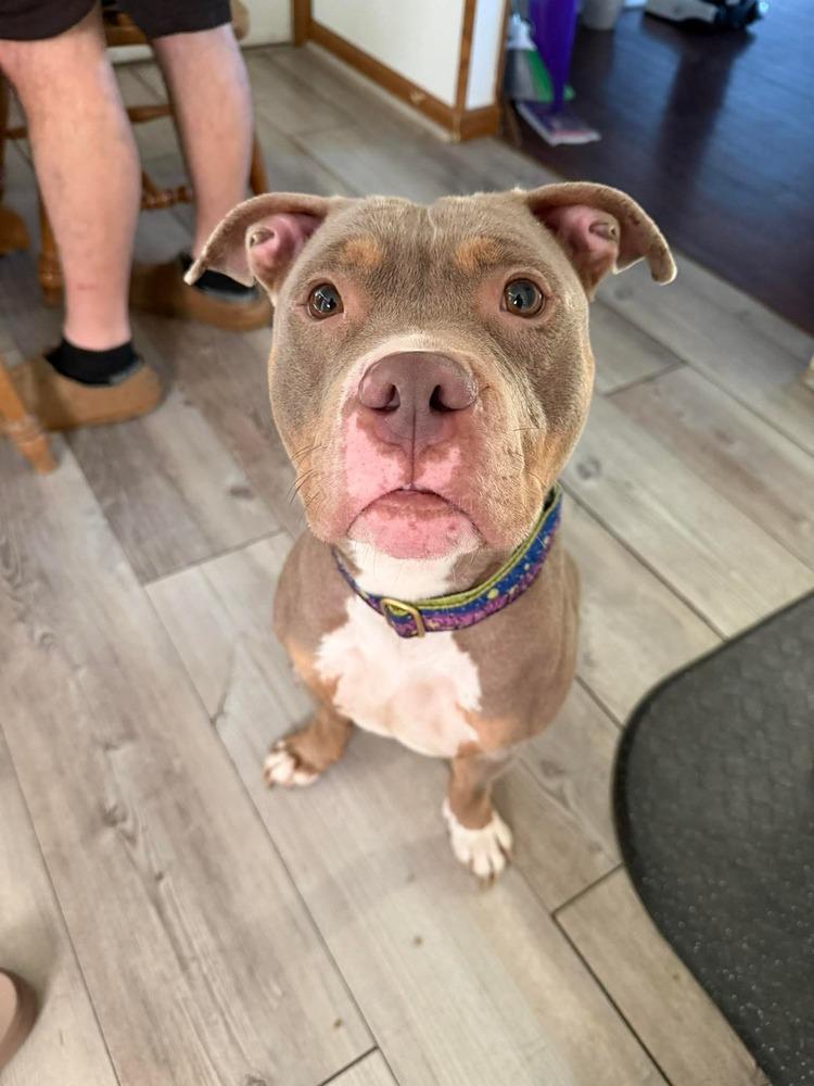 Enlarge Nora, a Adoptable mixed breed in Amherst, NY image 3/6