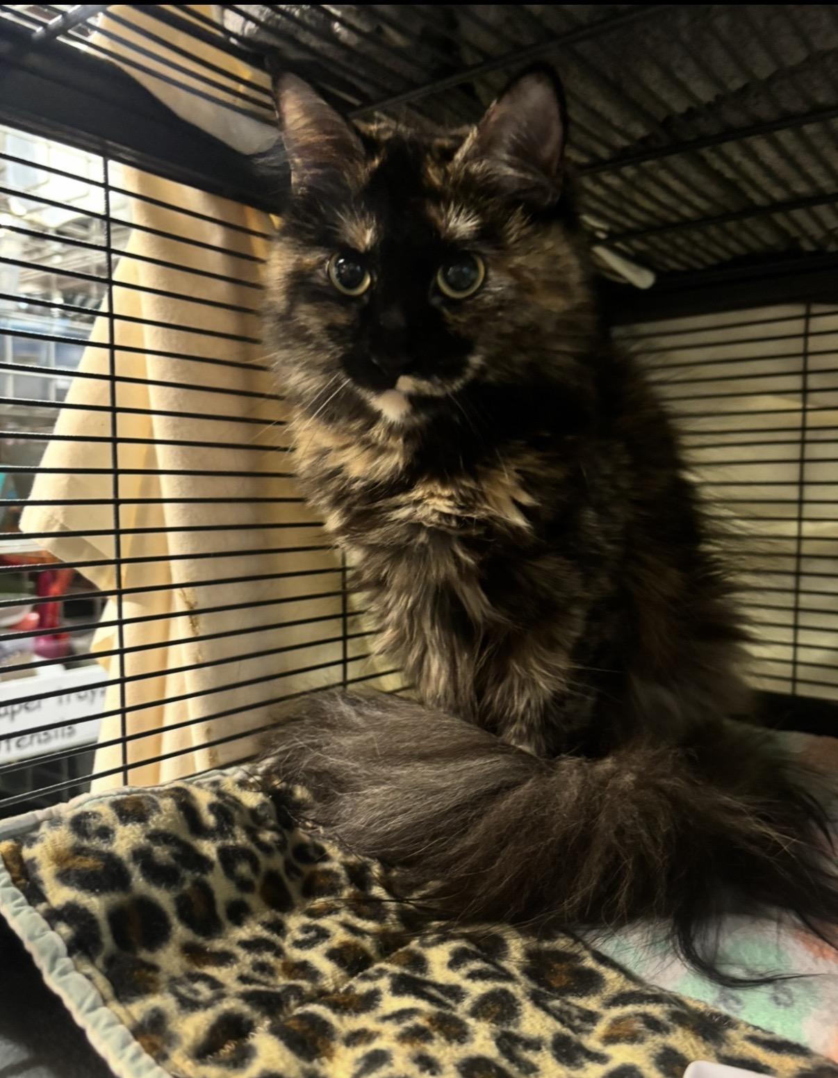 Bobby Ross, Adopted, Young Female Domestic Long Hair.
