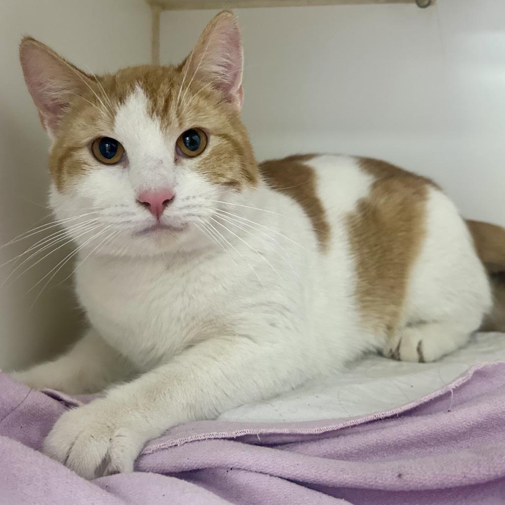 Toaster, Adoptable, Adult Male Domestic Short Hair.