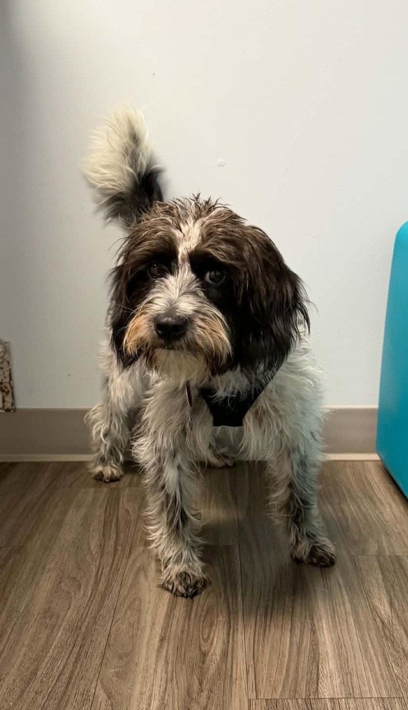 Cassie, Adoptable, Young Female Poodle & Spaniel.