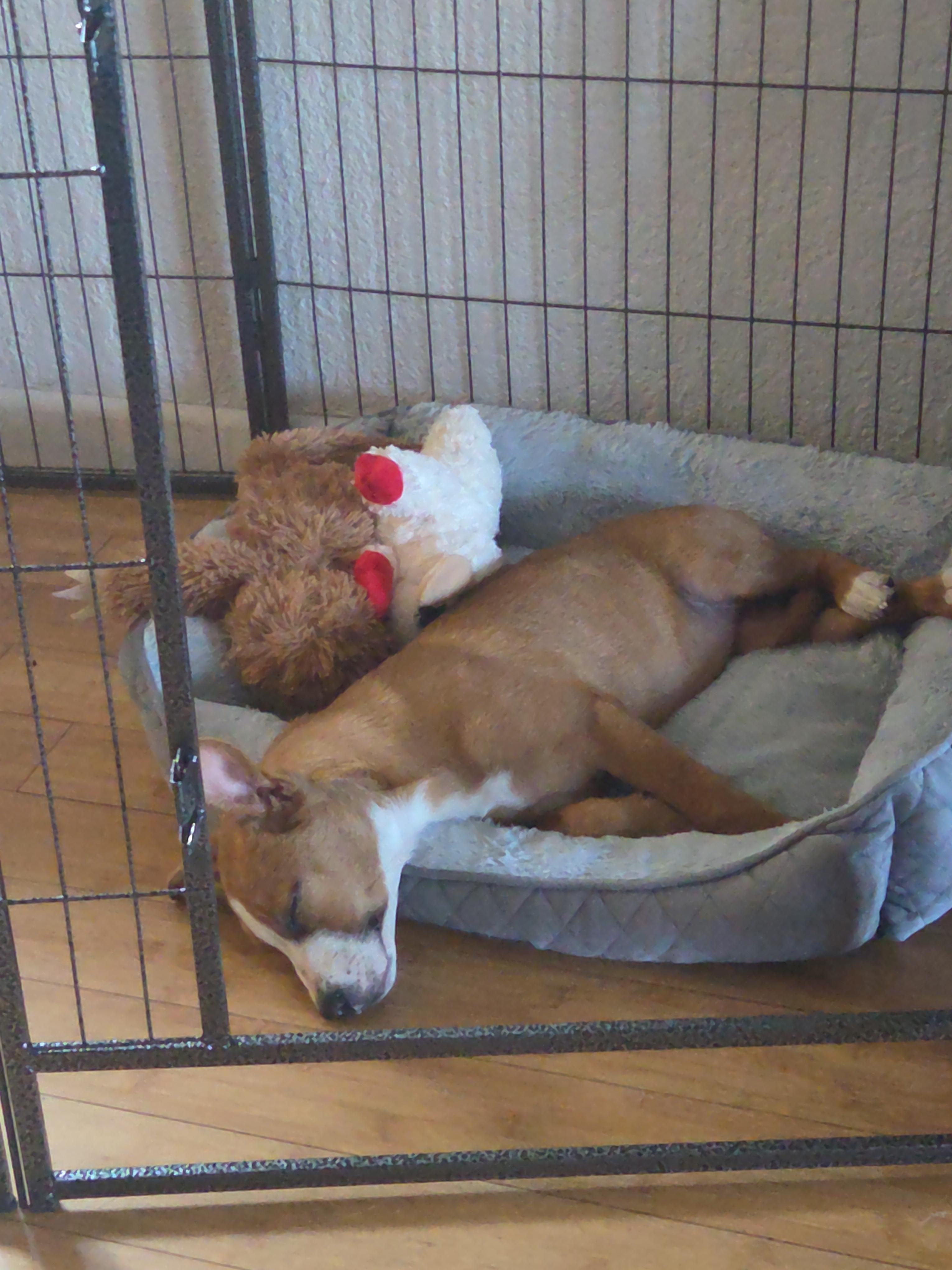 Enlarge Louise, a Adopted mixed breed in Tracy, CA image 1/4