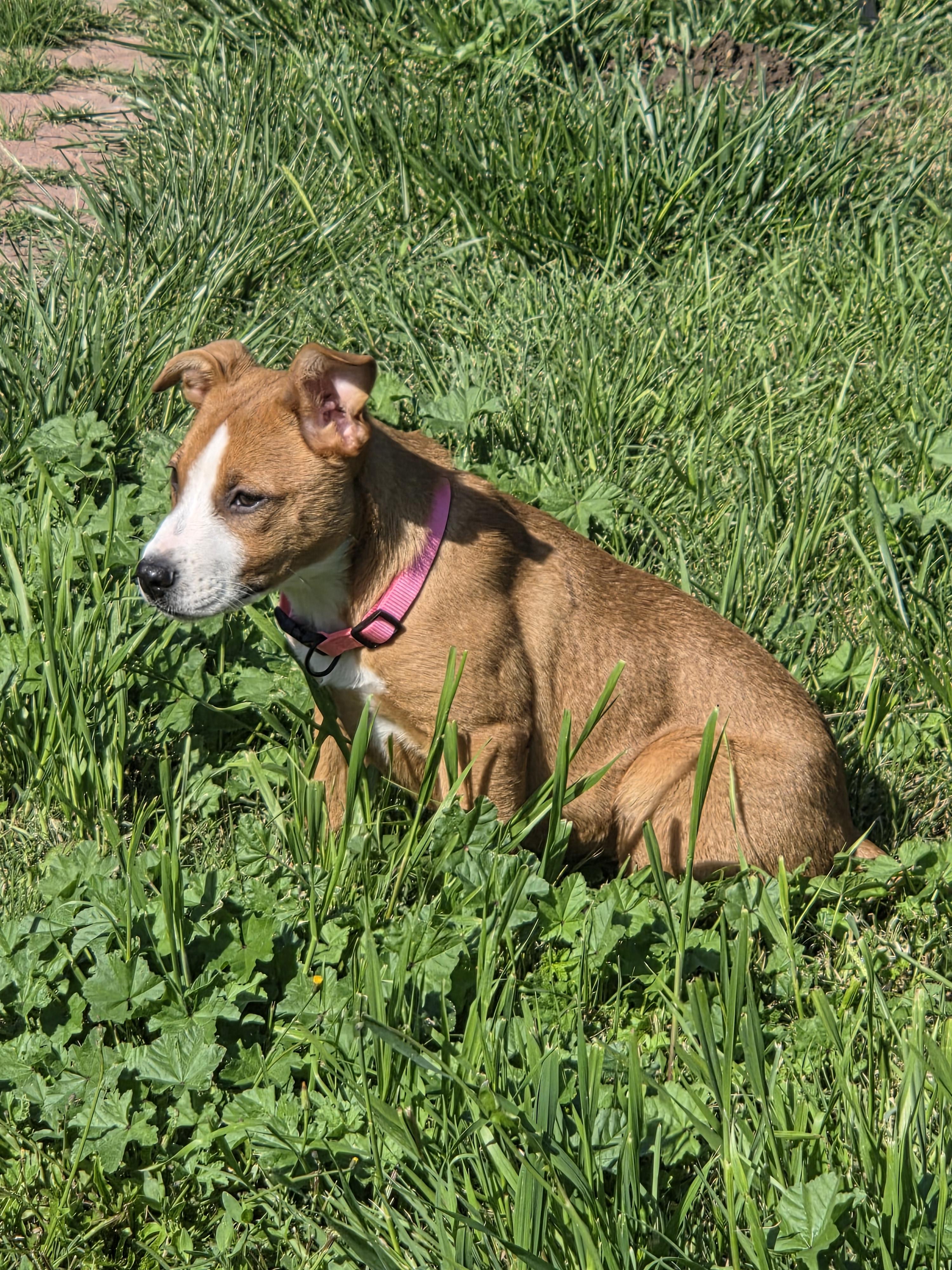Enlarge Louise, a Adopted mixed breed in Tracy, CA image 2/4