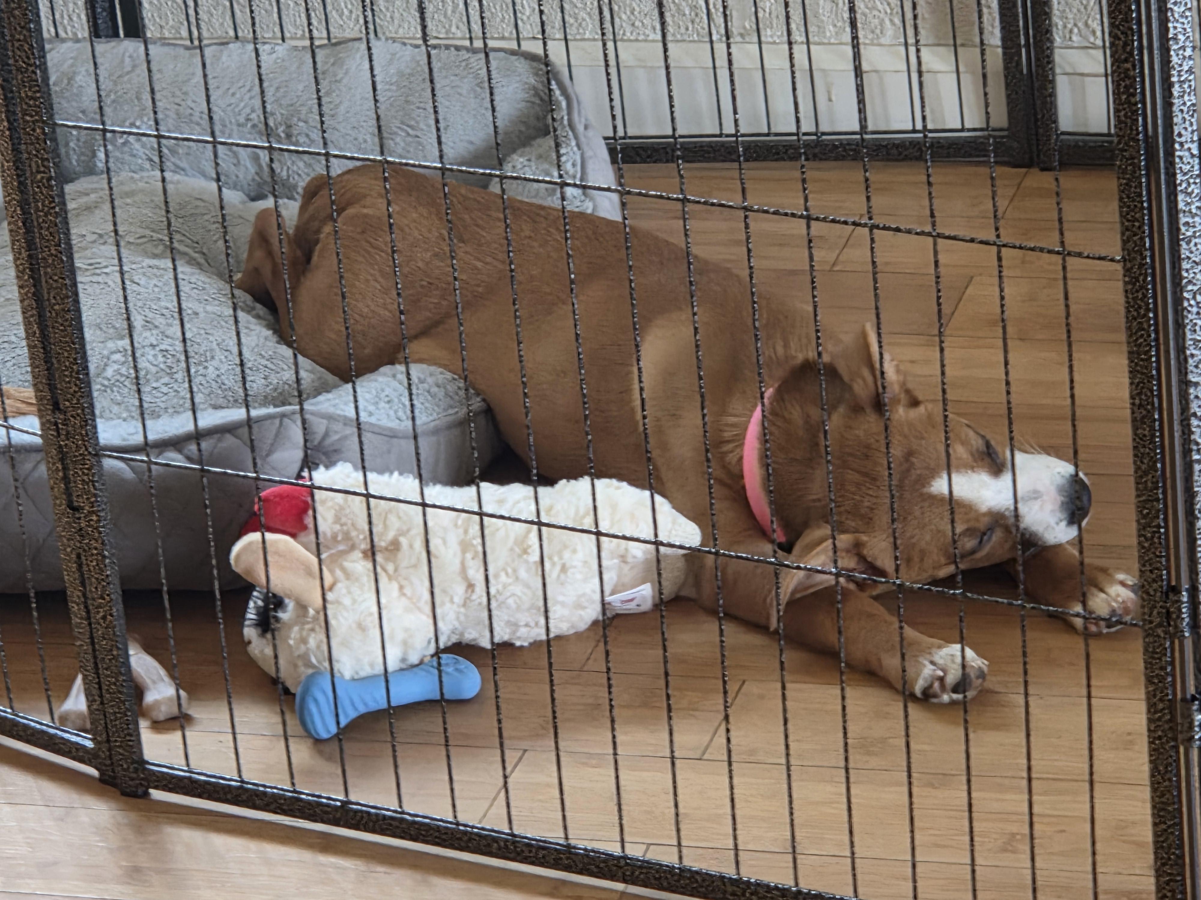 Enlarge Louise, a Adopted mixed breed in Tracy, CA image 3/4