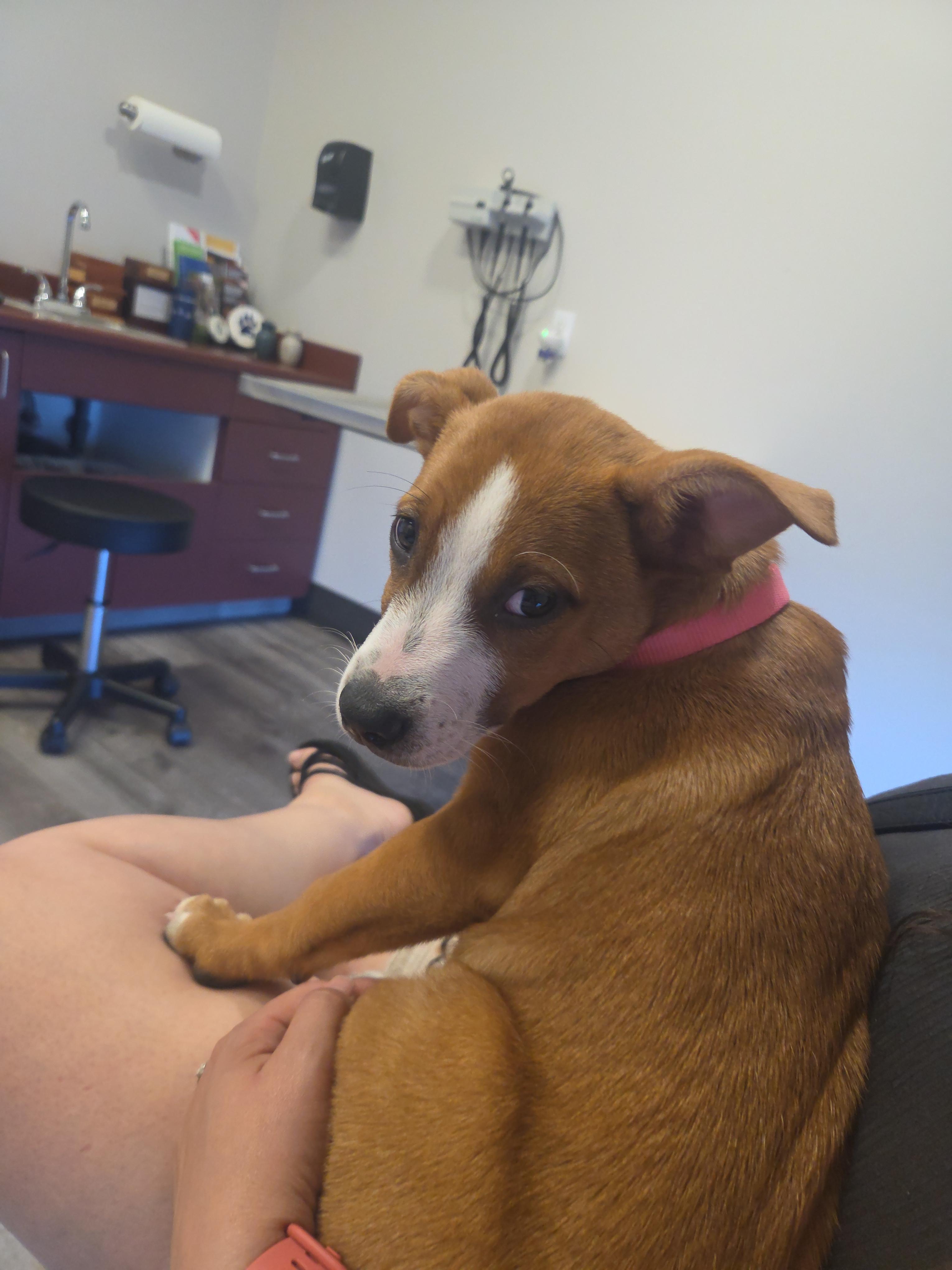 Enlarge Louise, a Adopted mixed breed in Tracy, CA image 4/4