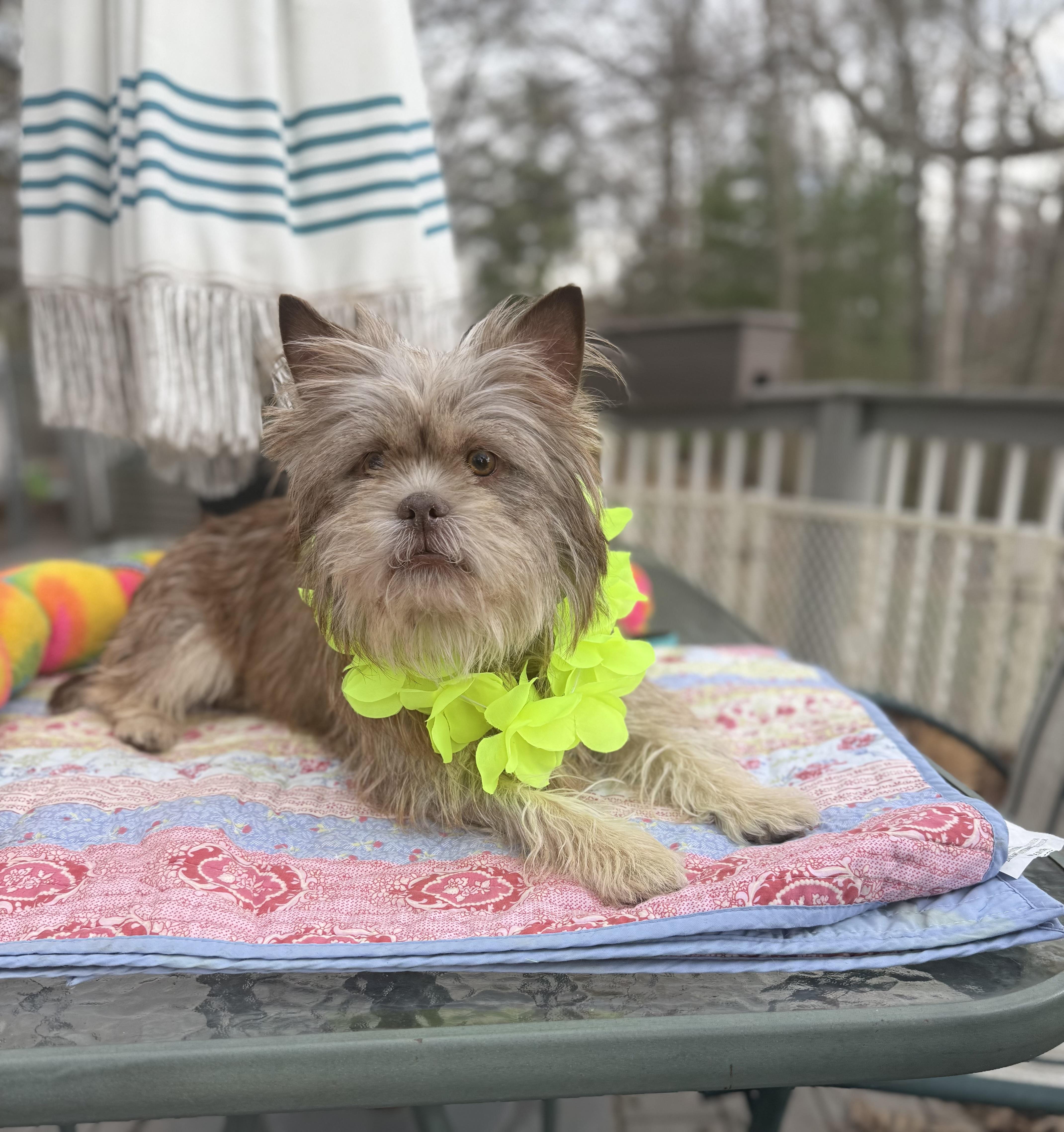 Enlarge Miles (Ewok) 20 lbs , an adopted mixed breed in White Lake, MI image 5/6