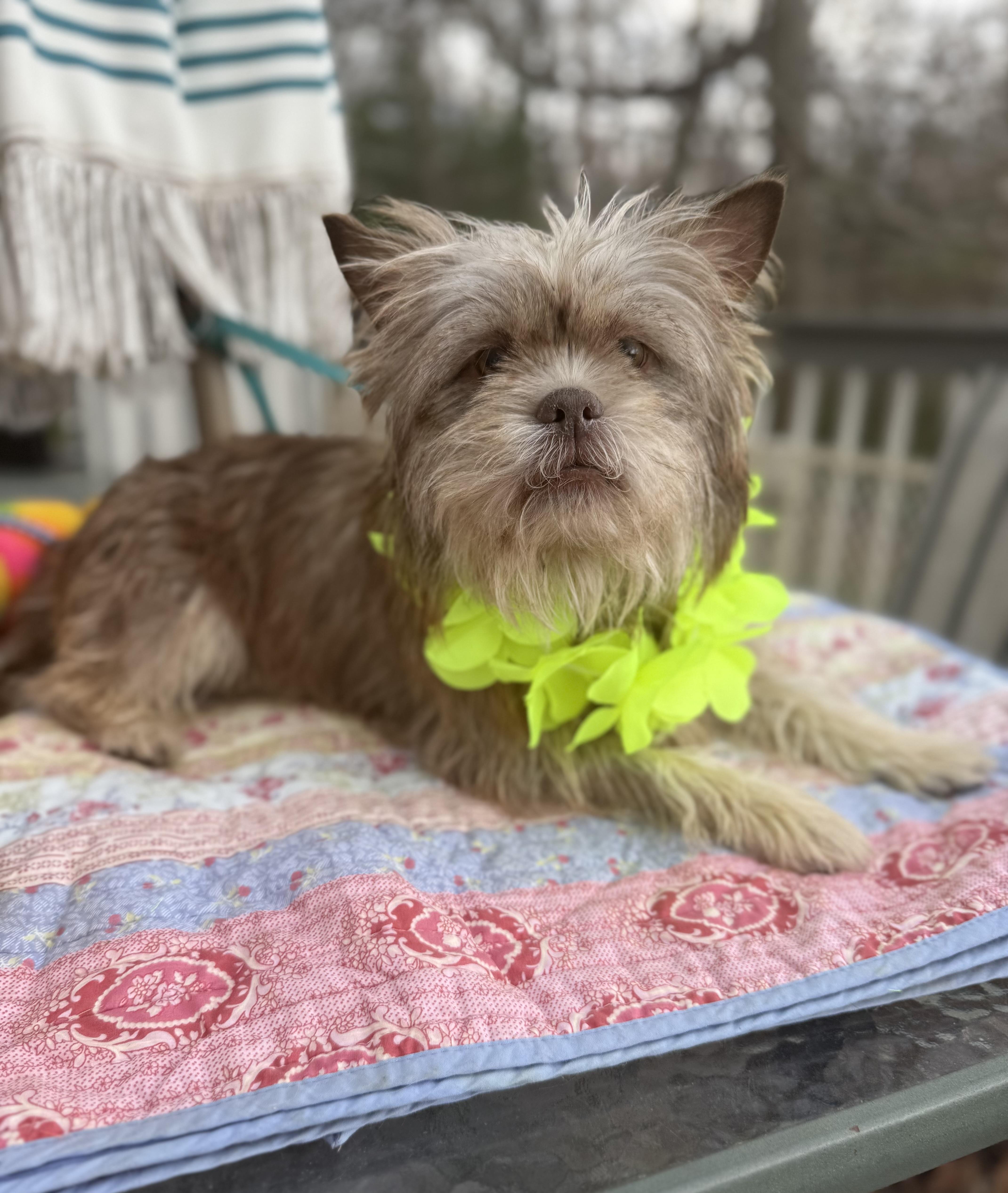 Miles (Ewok) 20 lbs , adopted, Young Male Norfolk Terrier & Affenpinscher.
