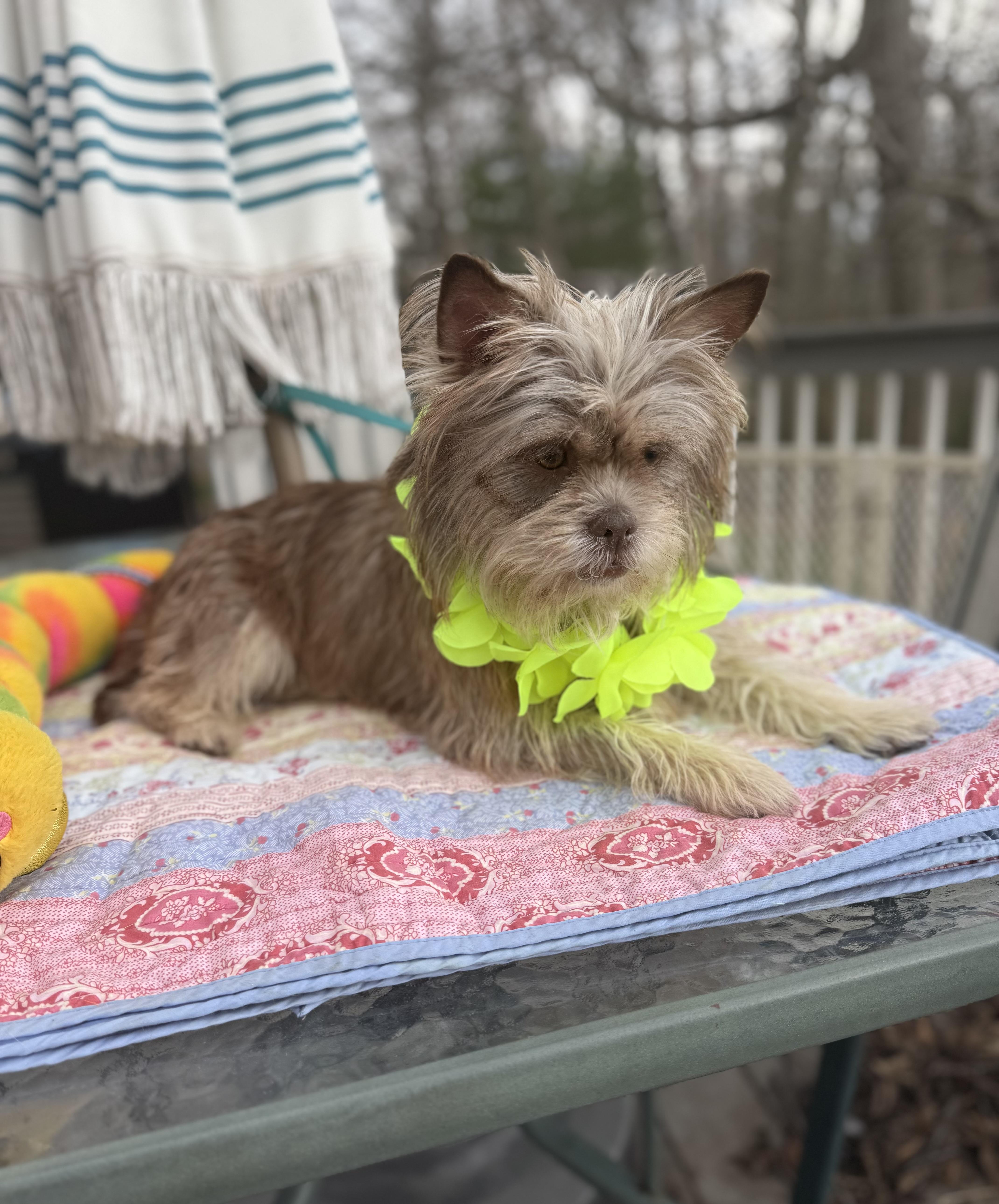 Enlarge Miles (Ewok) 20 lbs , an adopted mixed breed in White Lake, MI image 2/6