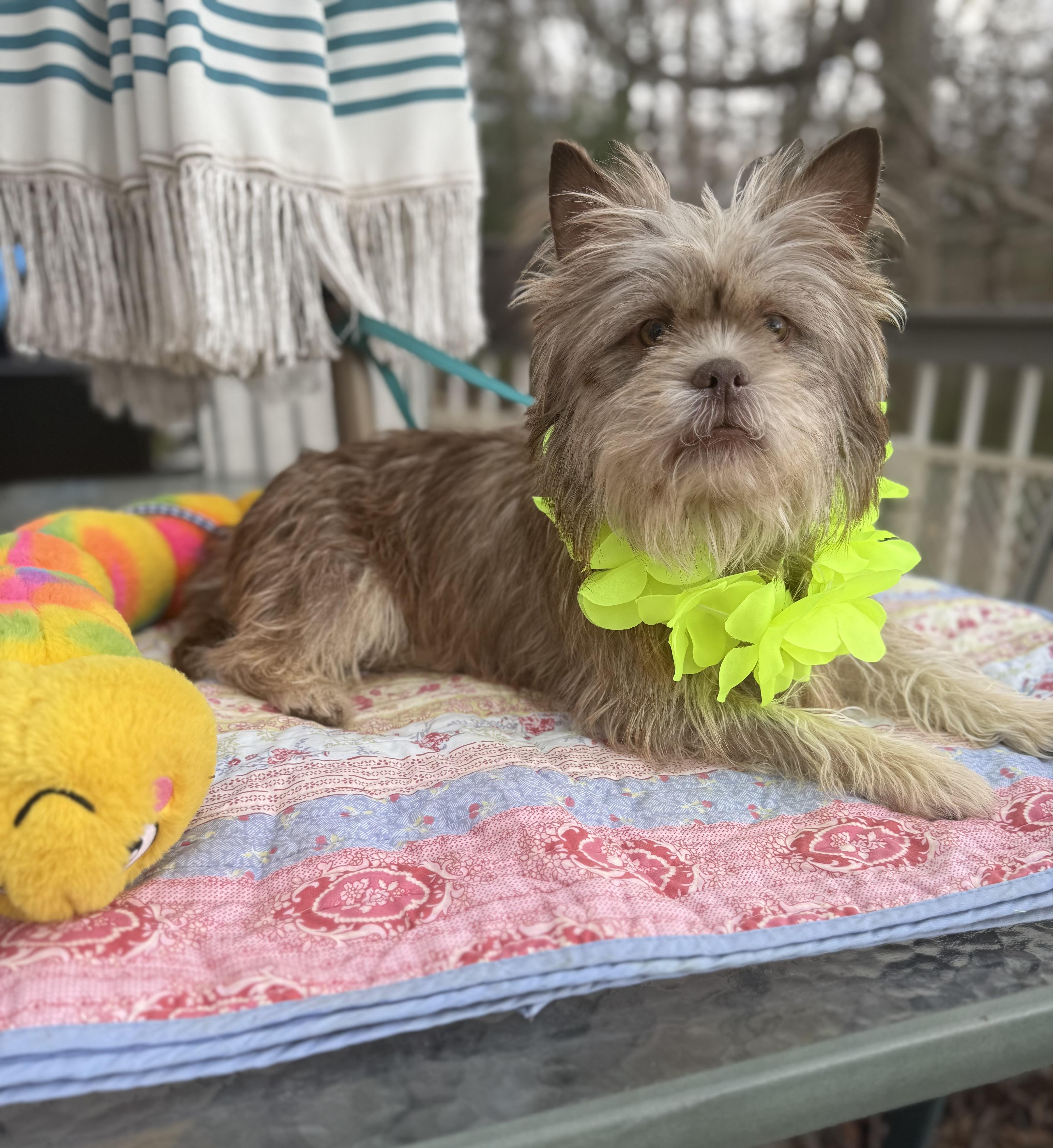 Enlarge Miles (Ewok) 20 lbs , an adopted mixed breed in White Lake, MI image 3/6