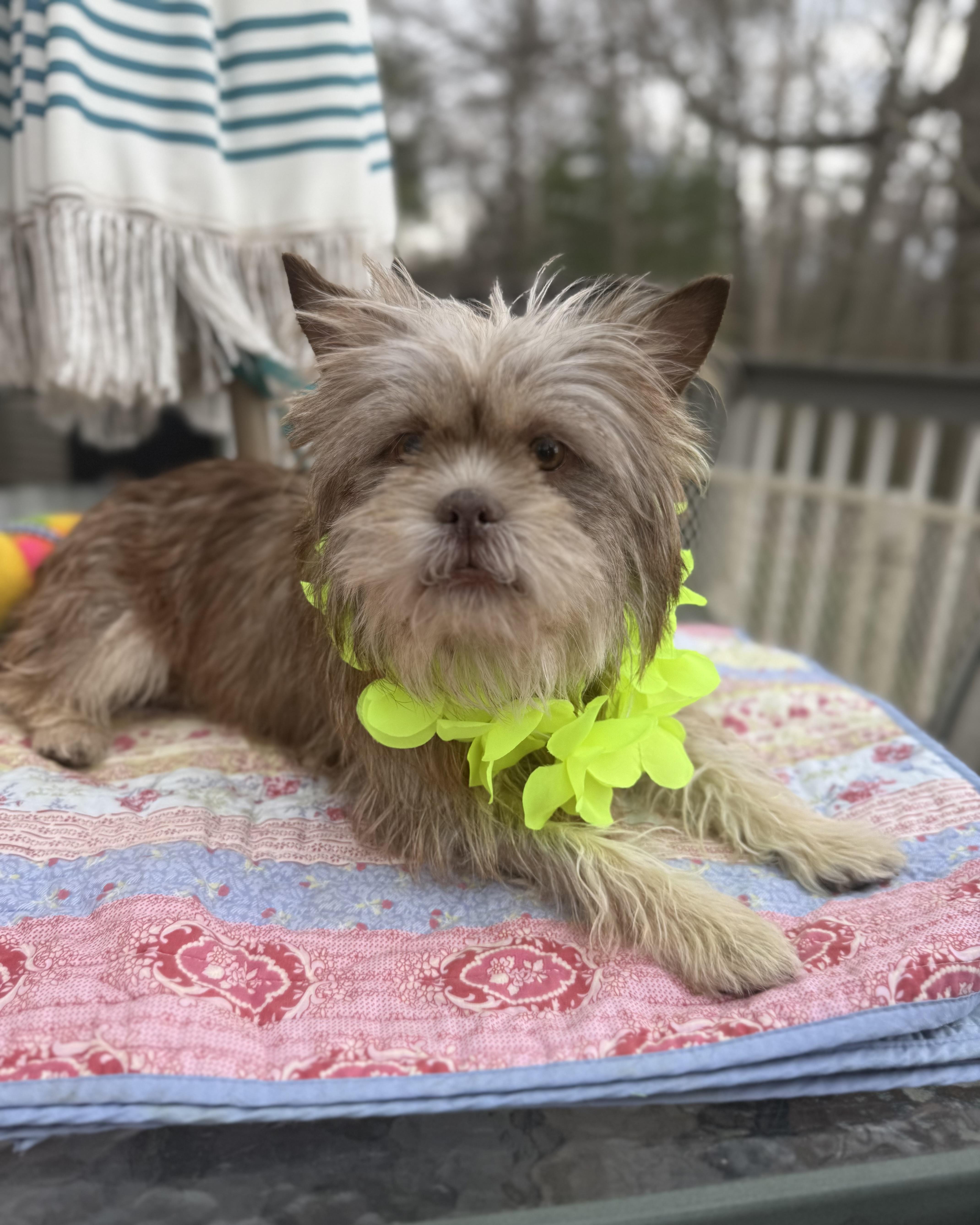 Enlarge Miles (Ewok) 20 lbs , an adopted mixed breed in White Lake, MI image 6/6