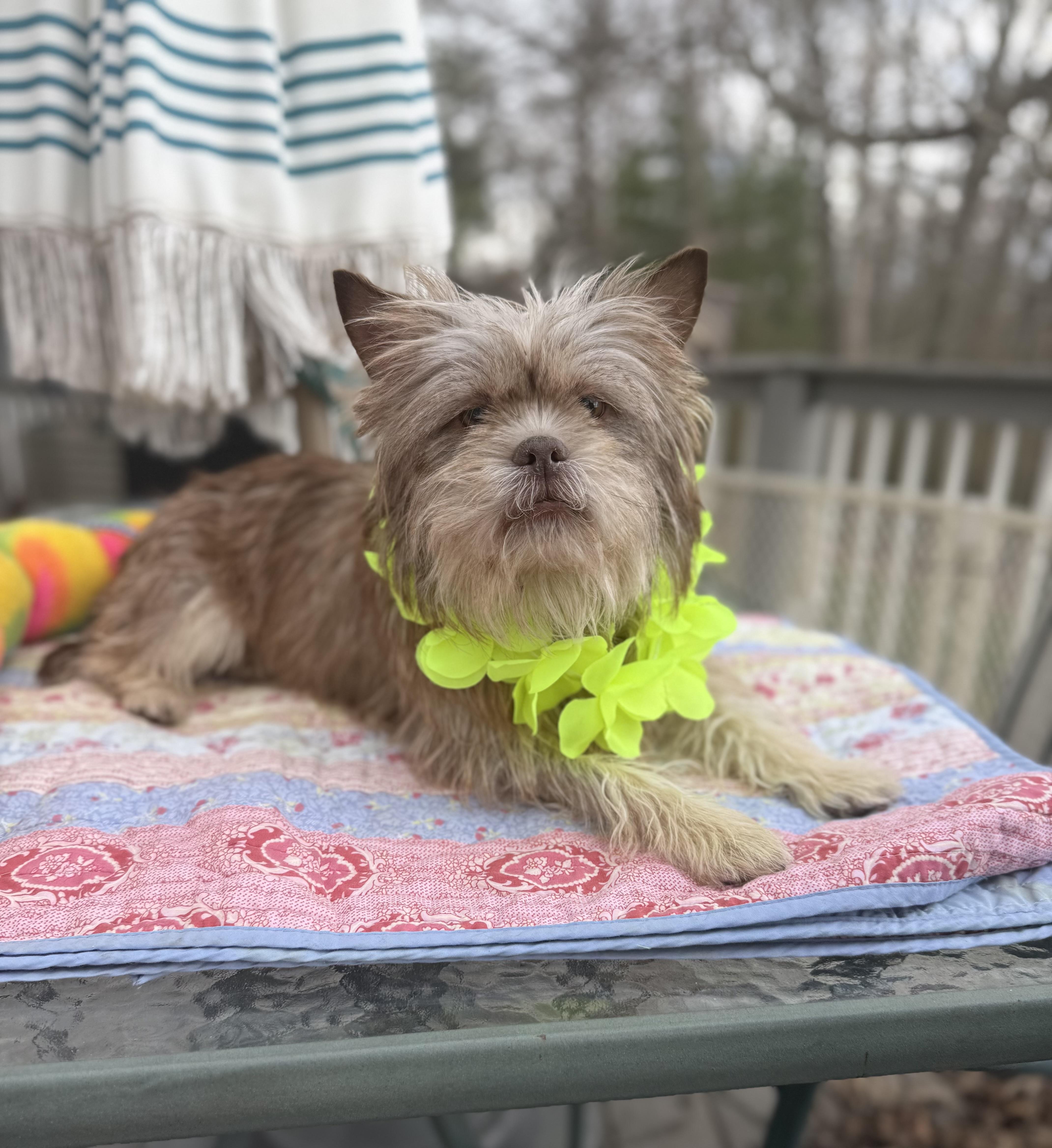 Enlarge Miles (Ewok) 20 lbs , an adopted mixed breed in White Lake, MI image 4/6