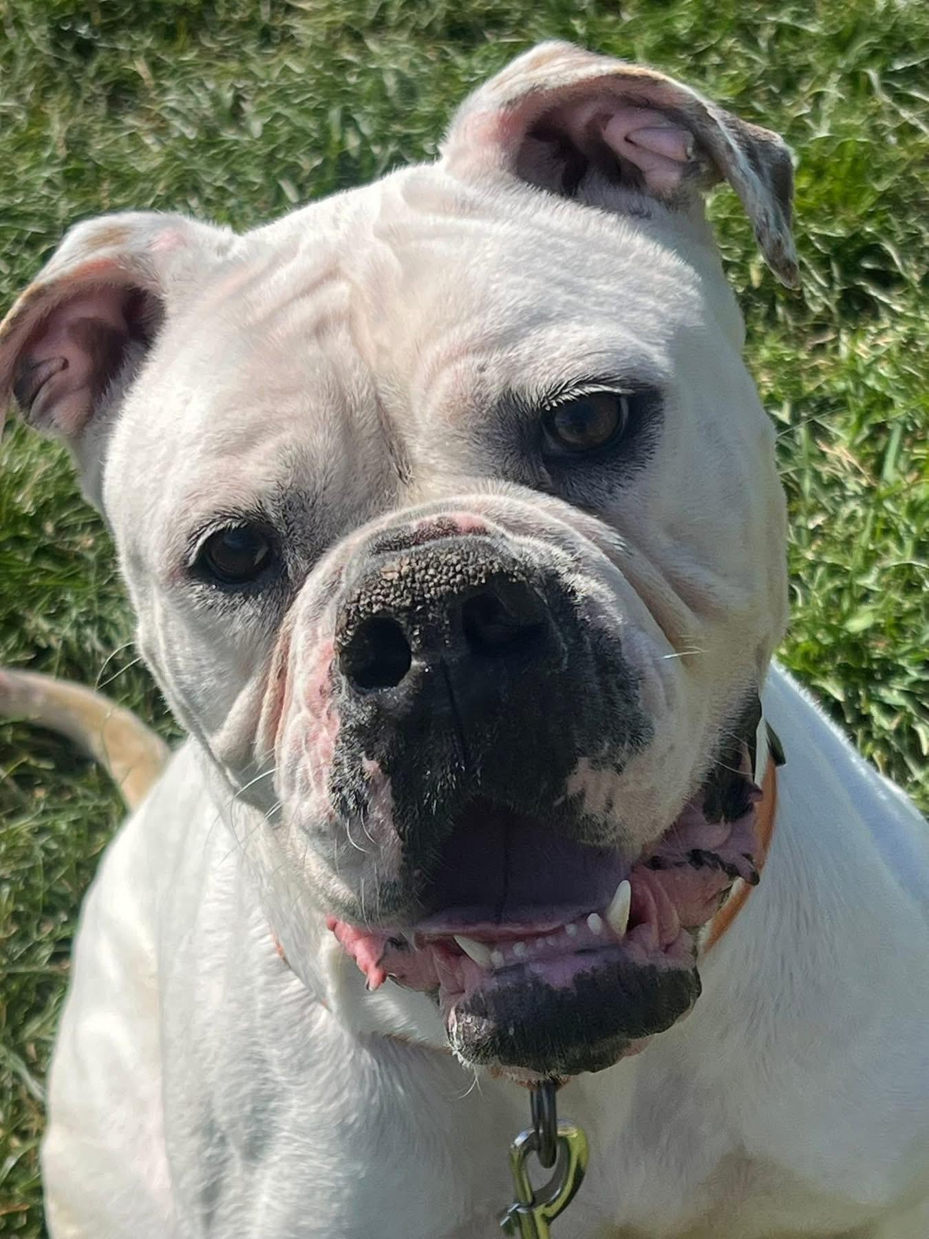 May, Adult Female American Bulldog