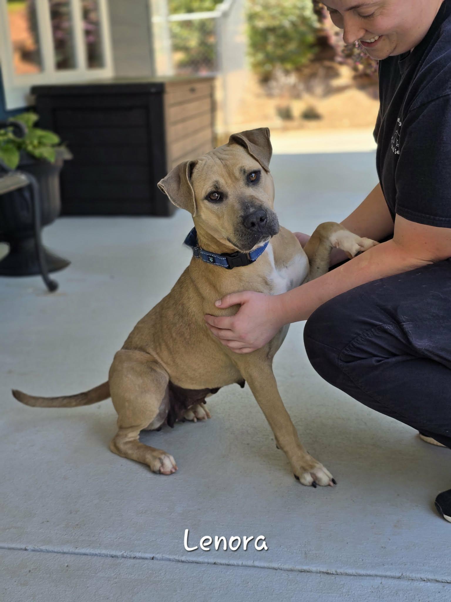 Enlarge Lenora, a ADOPTABLE Mixed Breed in Bishop, GA image 5/6