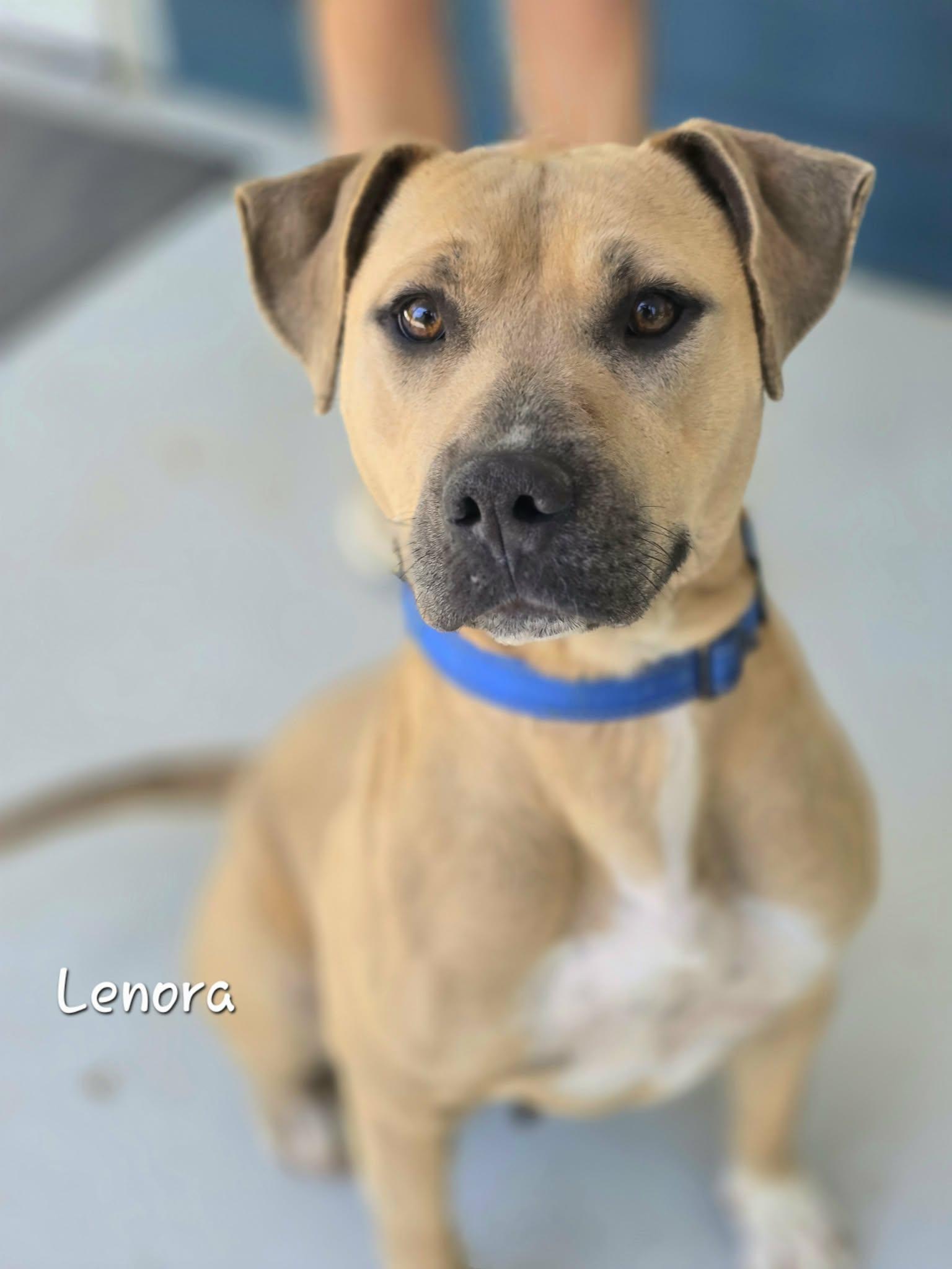 Enlarge Lenora, a ADOPTABLE Mixed Breed in Bishop, GA image 2/6