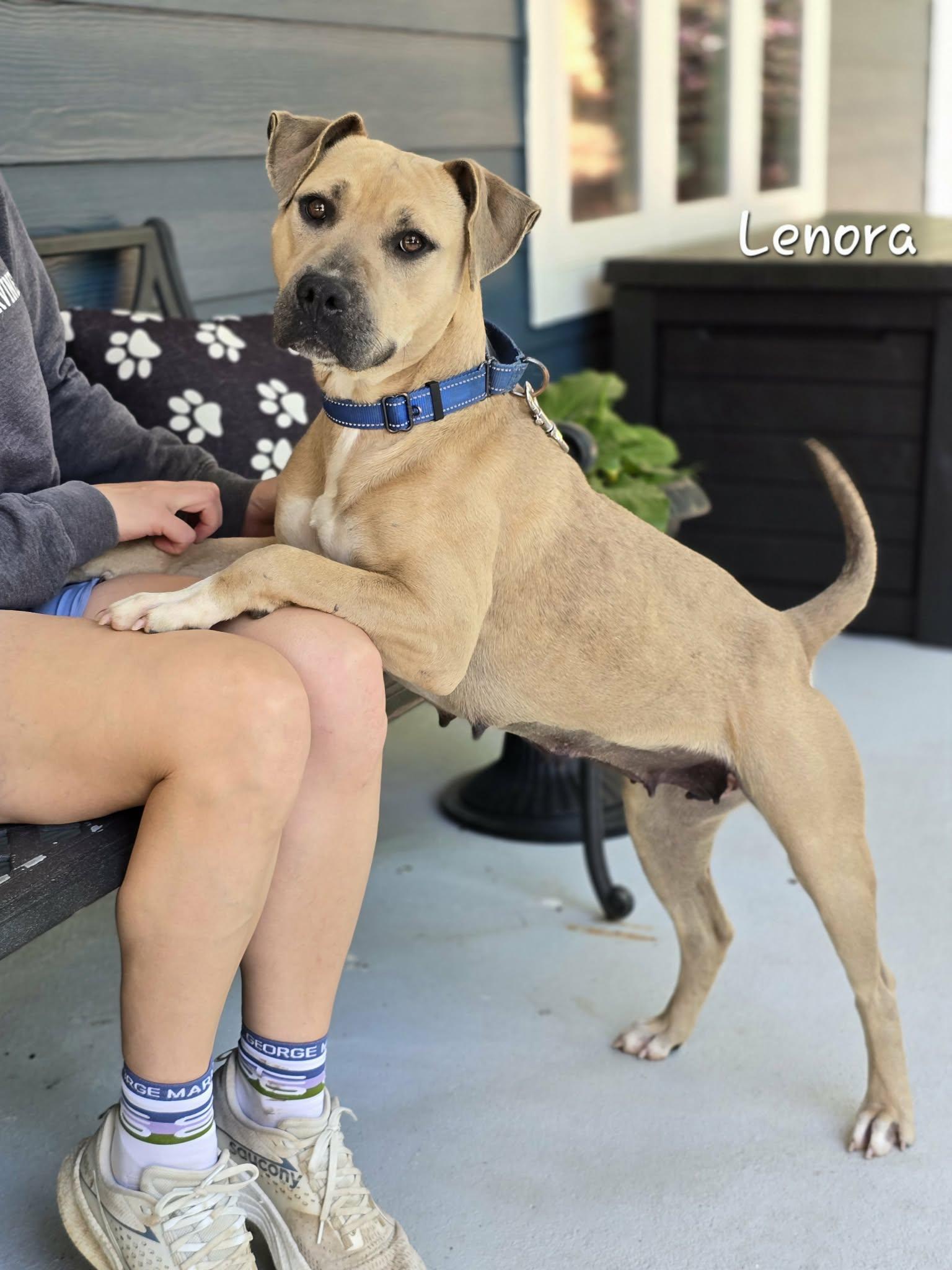 Enlarge Lenora, a ADOPTABLE Mixed Breed in Bishop, GA image 1/6