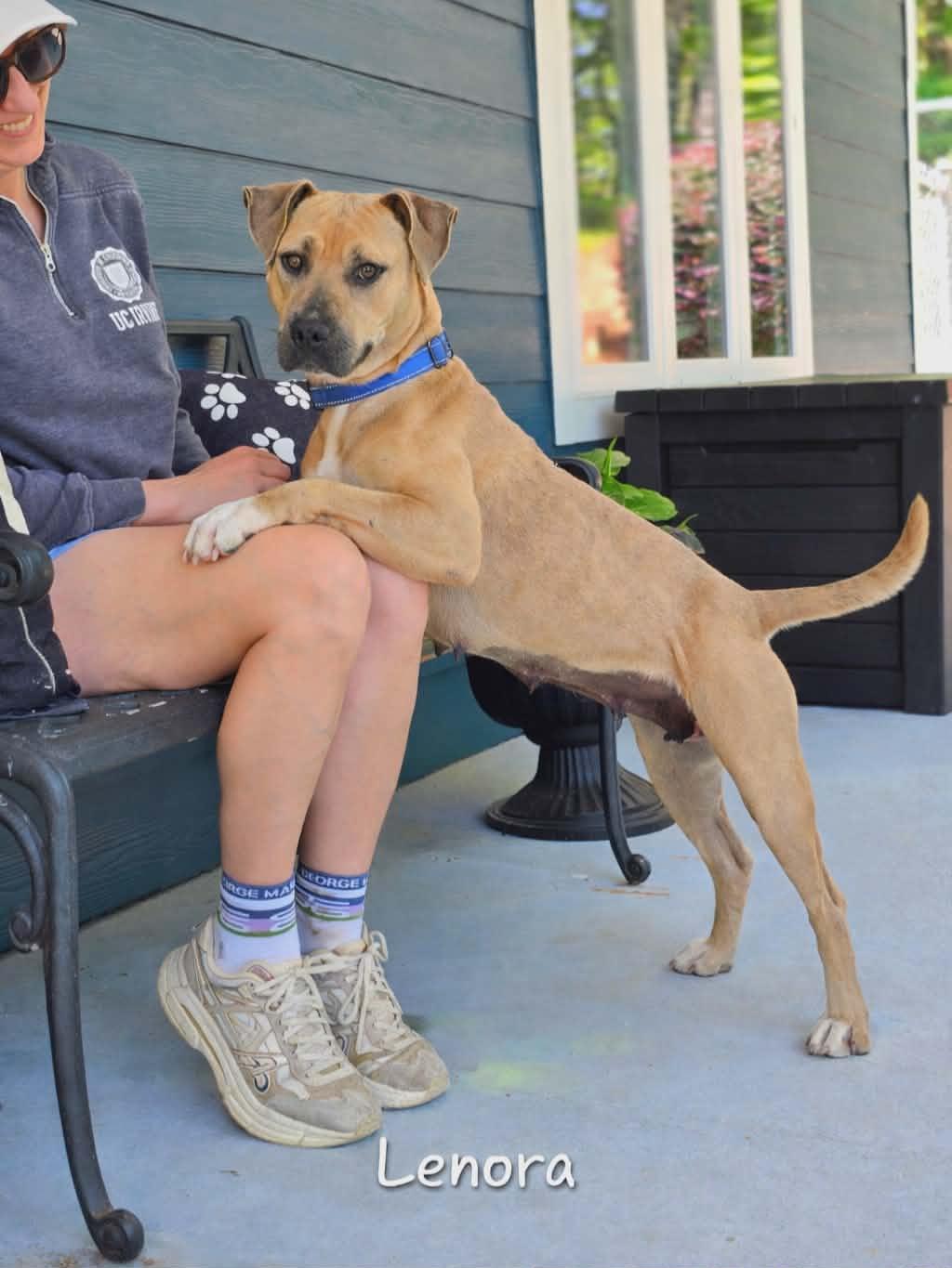 Enlarge Lenora, a ADOPTABLE Mixed Breed in Bishop, GA image 6/6