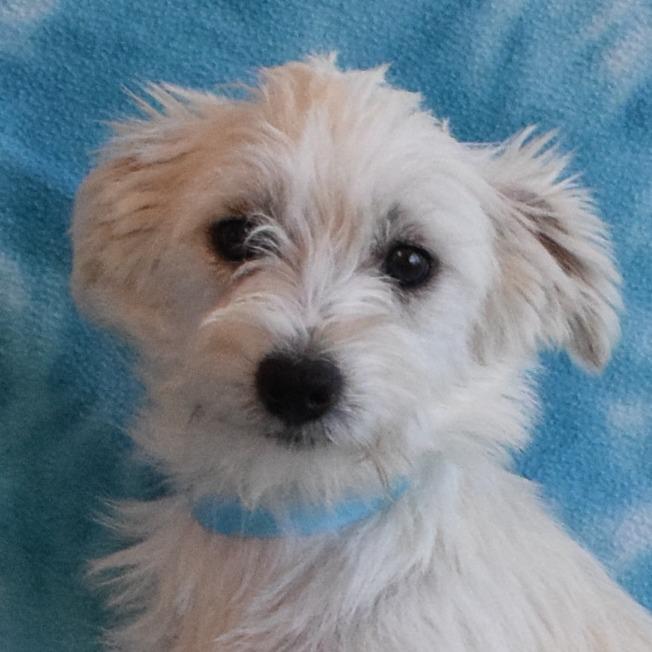 Enlarge Borrego, a Adoptable Terrier in Eureka, CA image 1/2