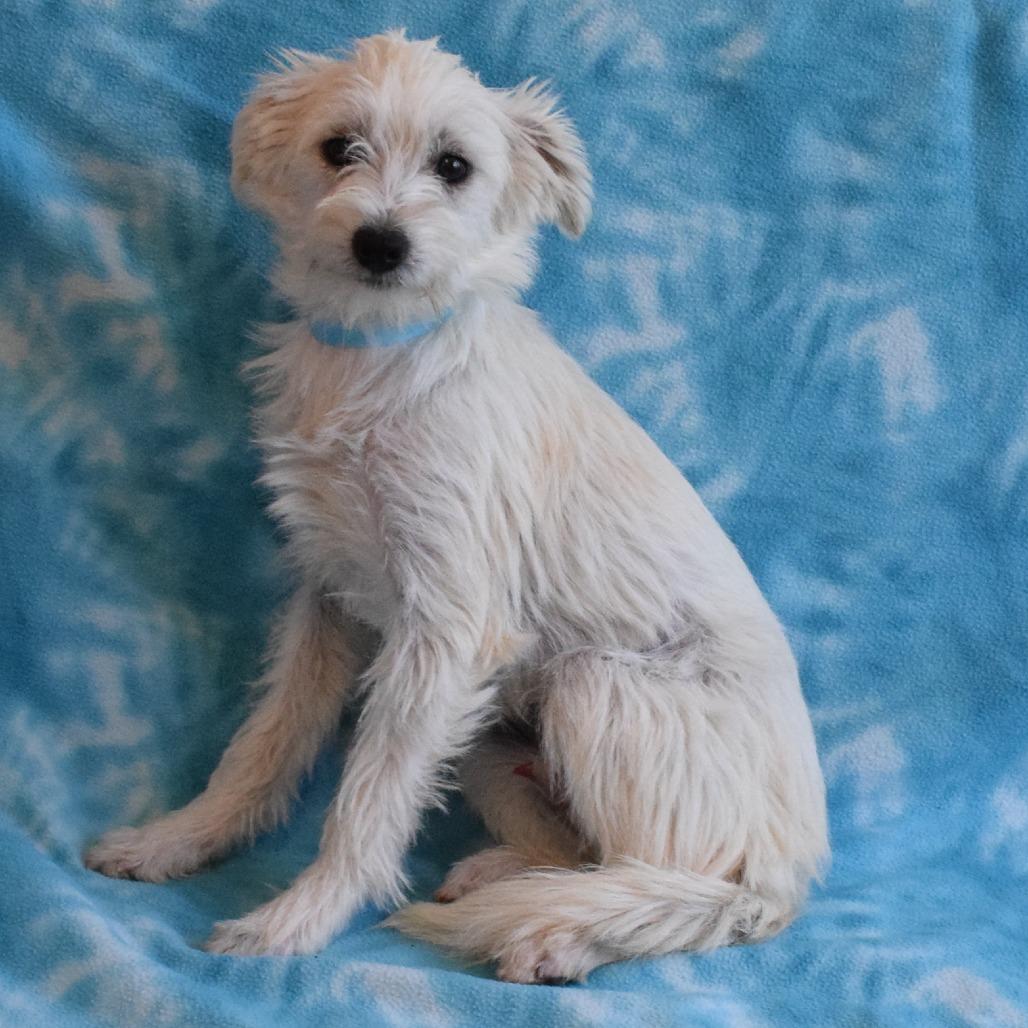Enlarge Borrego, a Adoptable Terrier in Eureka, CA image 2/2