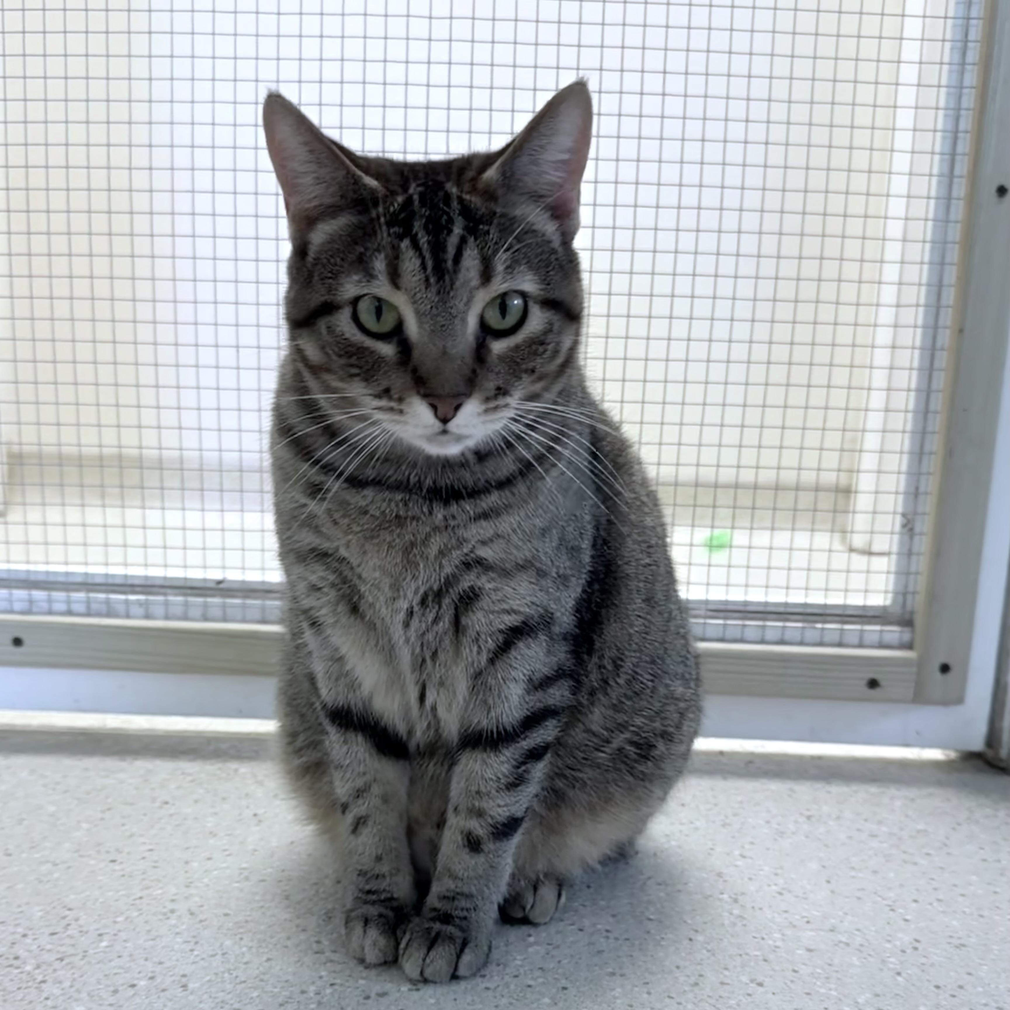 Enlarge Poppy, a Adoptable Domestic Short Hair in Cincinnati, OH image 1/6