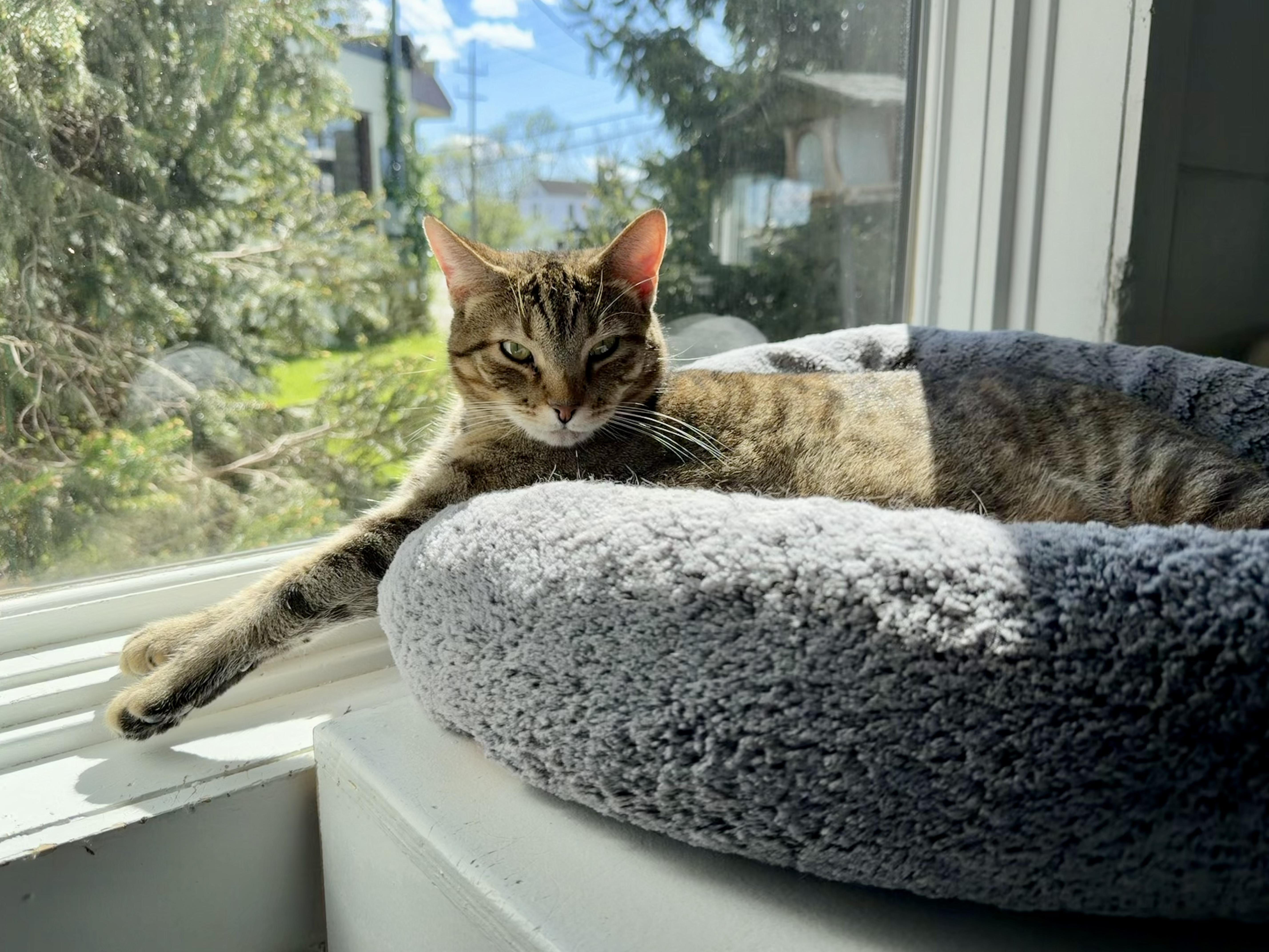 Enlarge Poppy, a Adoptable Domestic Short Hair in Cincinnati, OH image 6/6