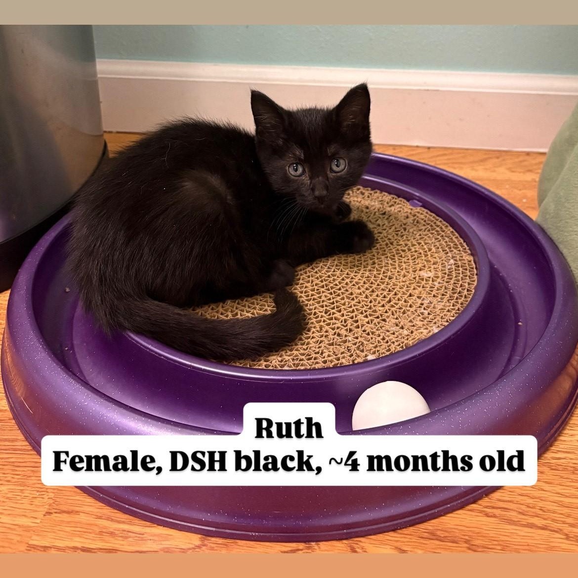 Kittens!, Adoptable, Kitten Female Domestic Short Hair.