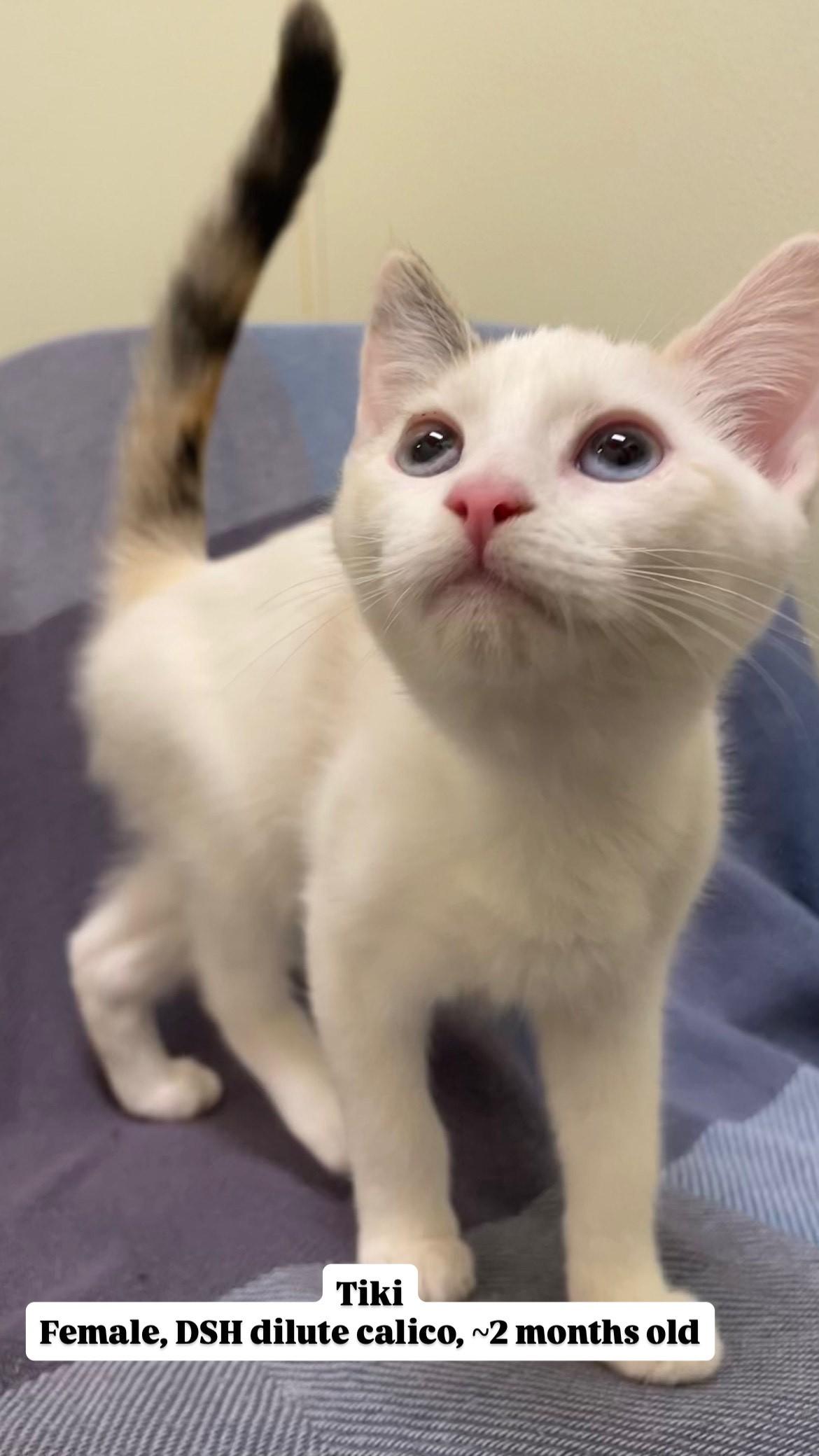 Kittens!, a Adoptable mixed breed in Friday Harbor, WA image 2/6