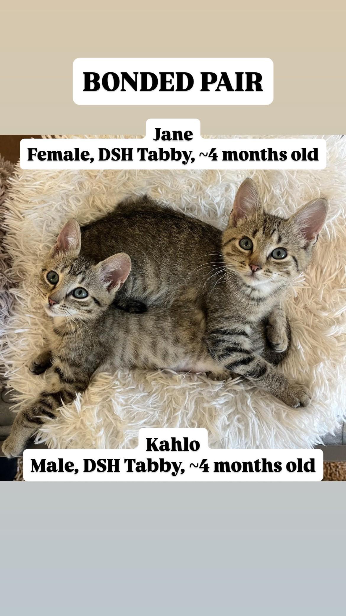 Kittens!, a Adoptable mixed breed in Friday Harbor, WA image 3/6