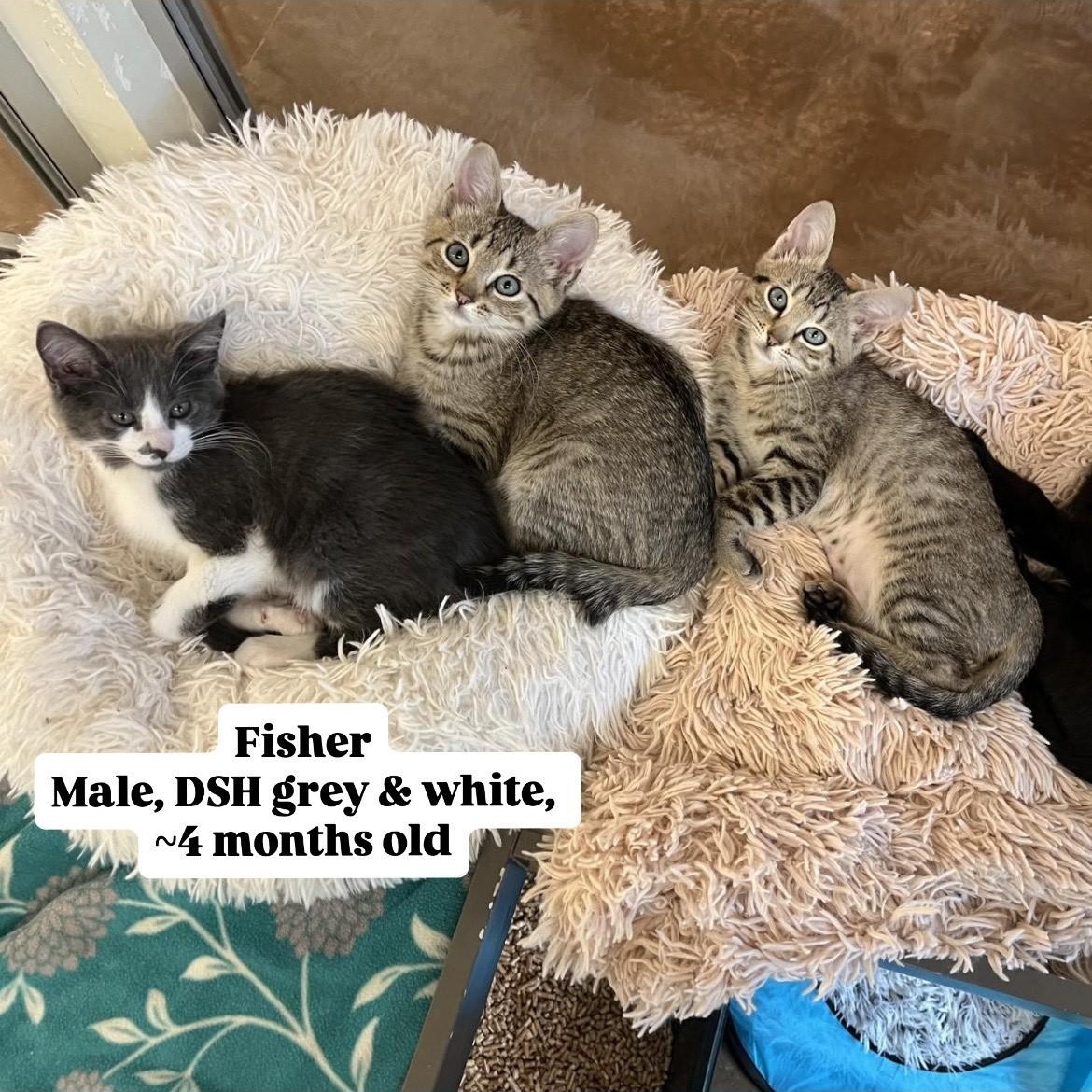 Kittens!, a Adoptable mixed breed in Friday Harbor, WA image 4/6