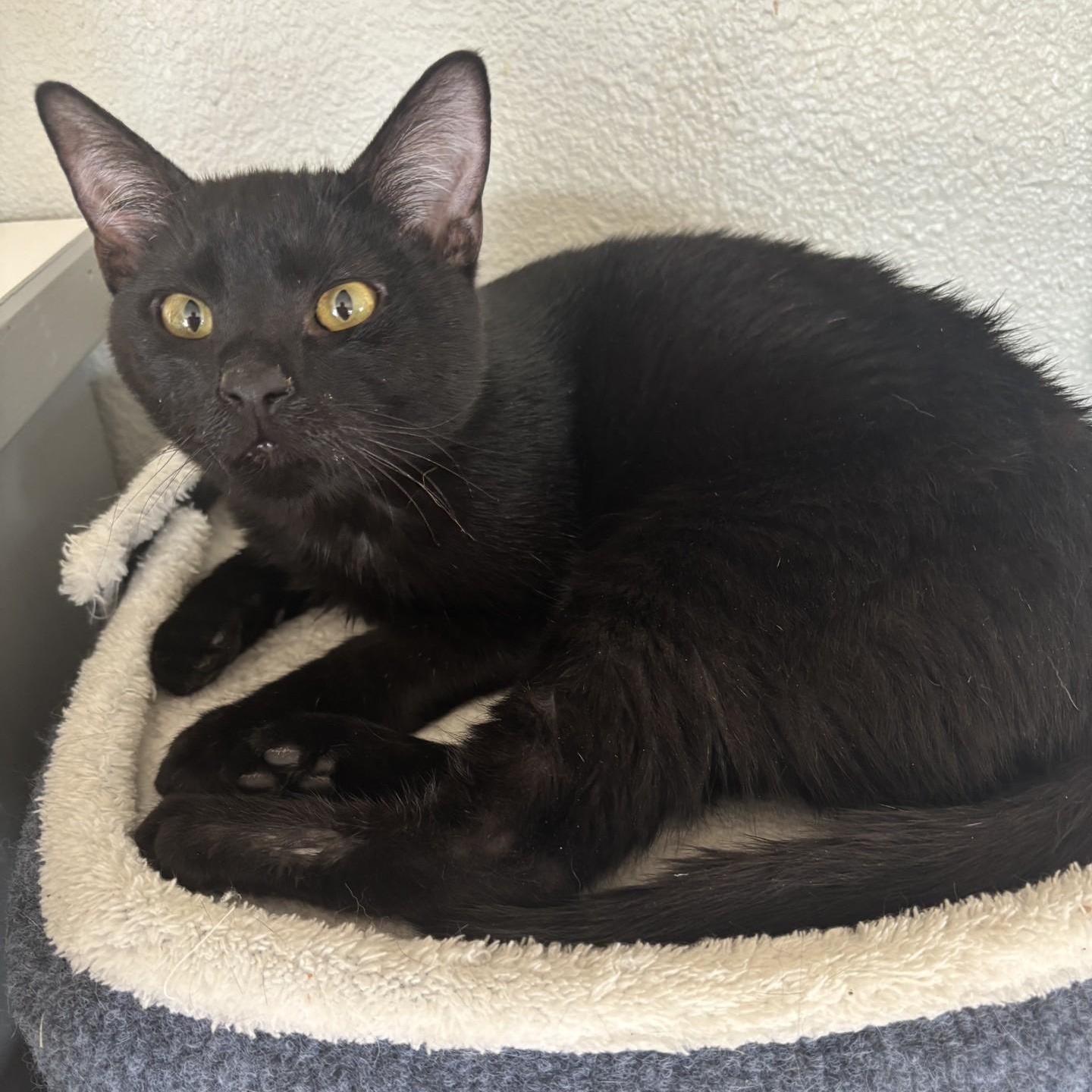 Kittens!, adoptable, Young Female Domestic Short Hair.