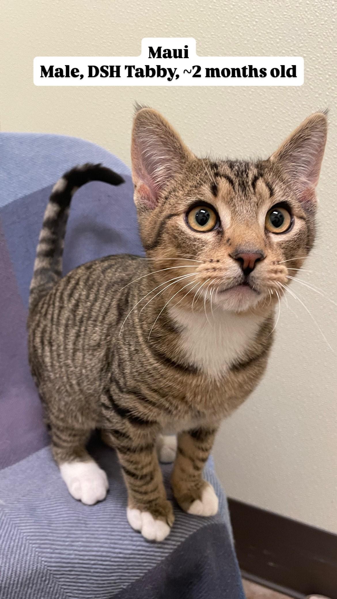 Kittens!, a Adoptable mixed breed in Friday Harbor, WA image 5/6