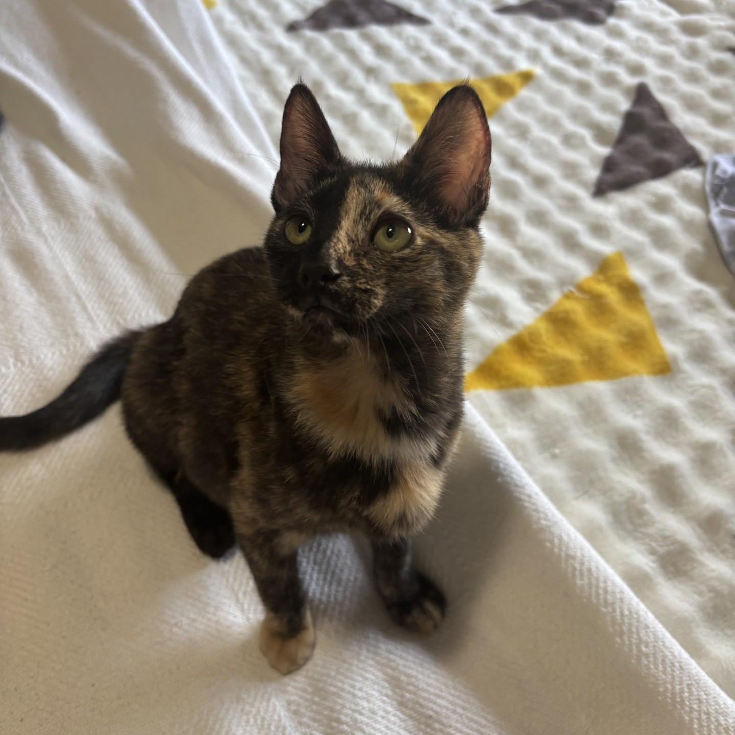 Enlarge Kittens!, an adoptable Domestic Short Hair in Friday Harbor, WA image 2/3