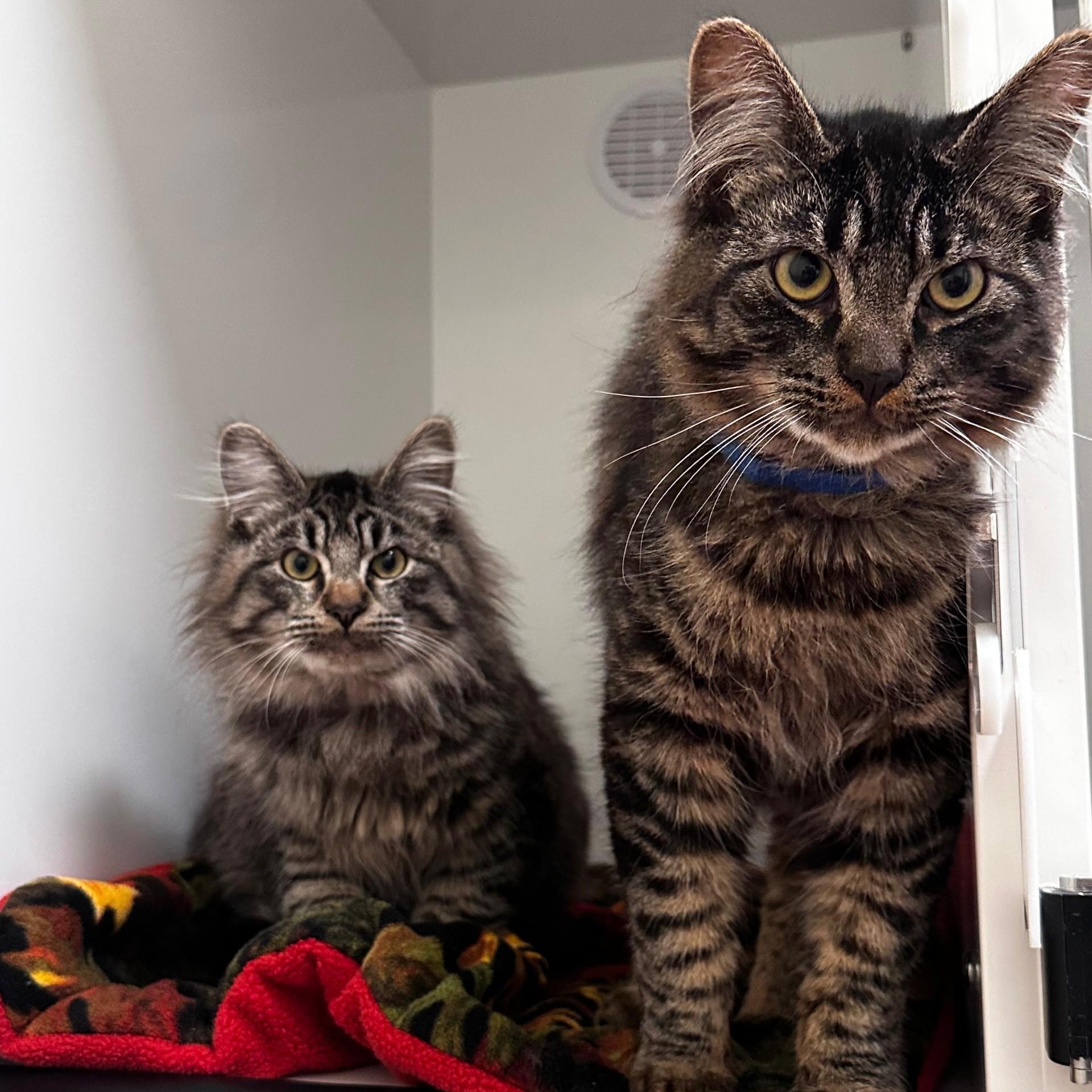 Enlarge Kittens!, an adoptable Domestic Short Hair in Friday Harbor, WA image 3/3