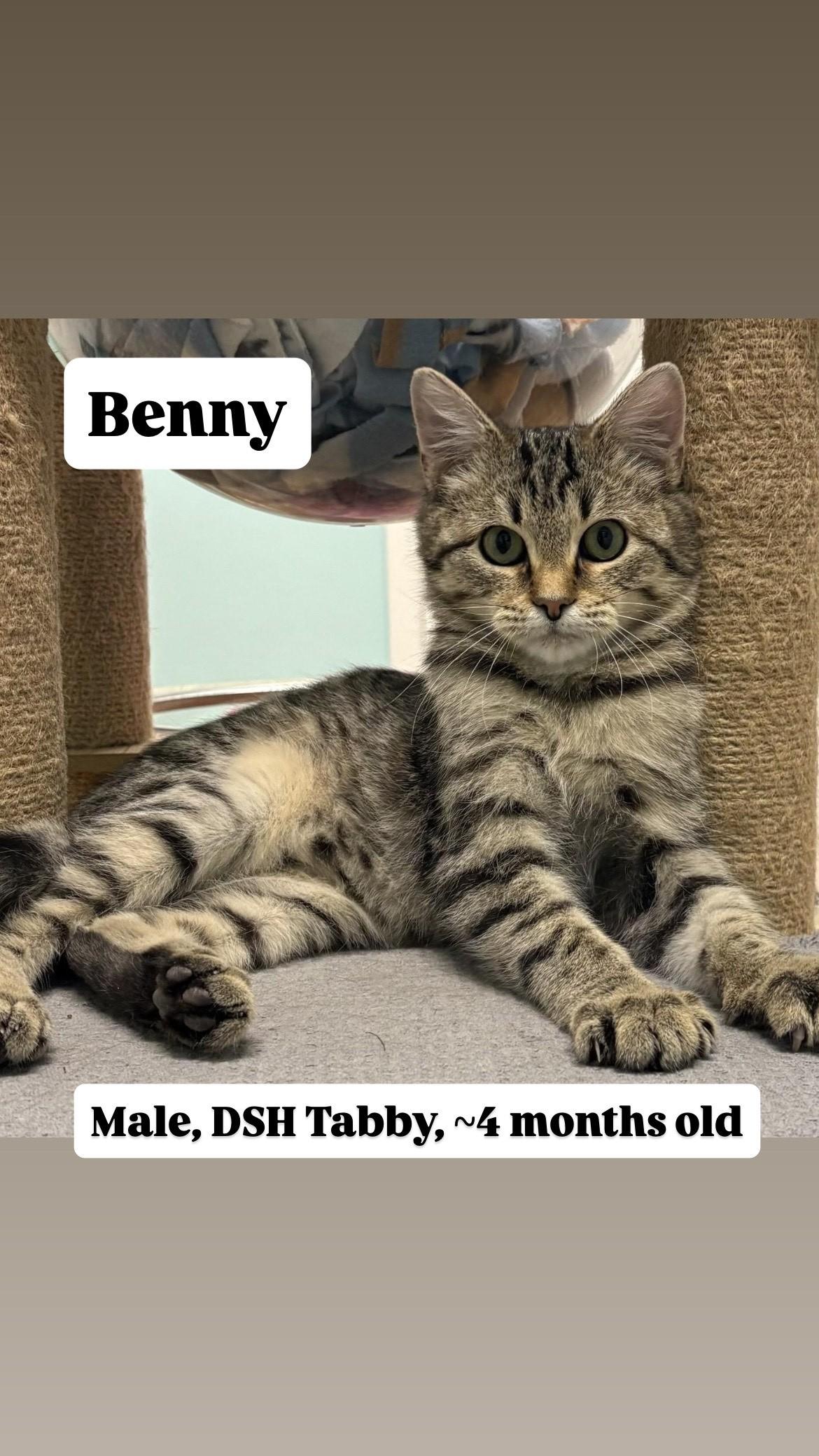 Kittens!, a Adoptable mixed breed in Friday Harbor, WA image 6/6