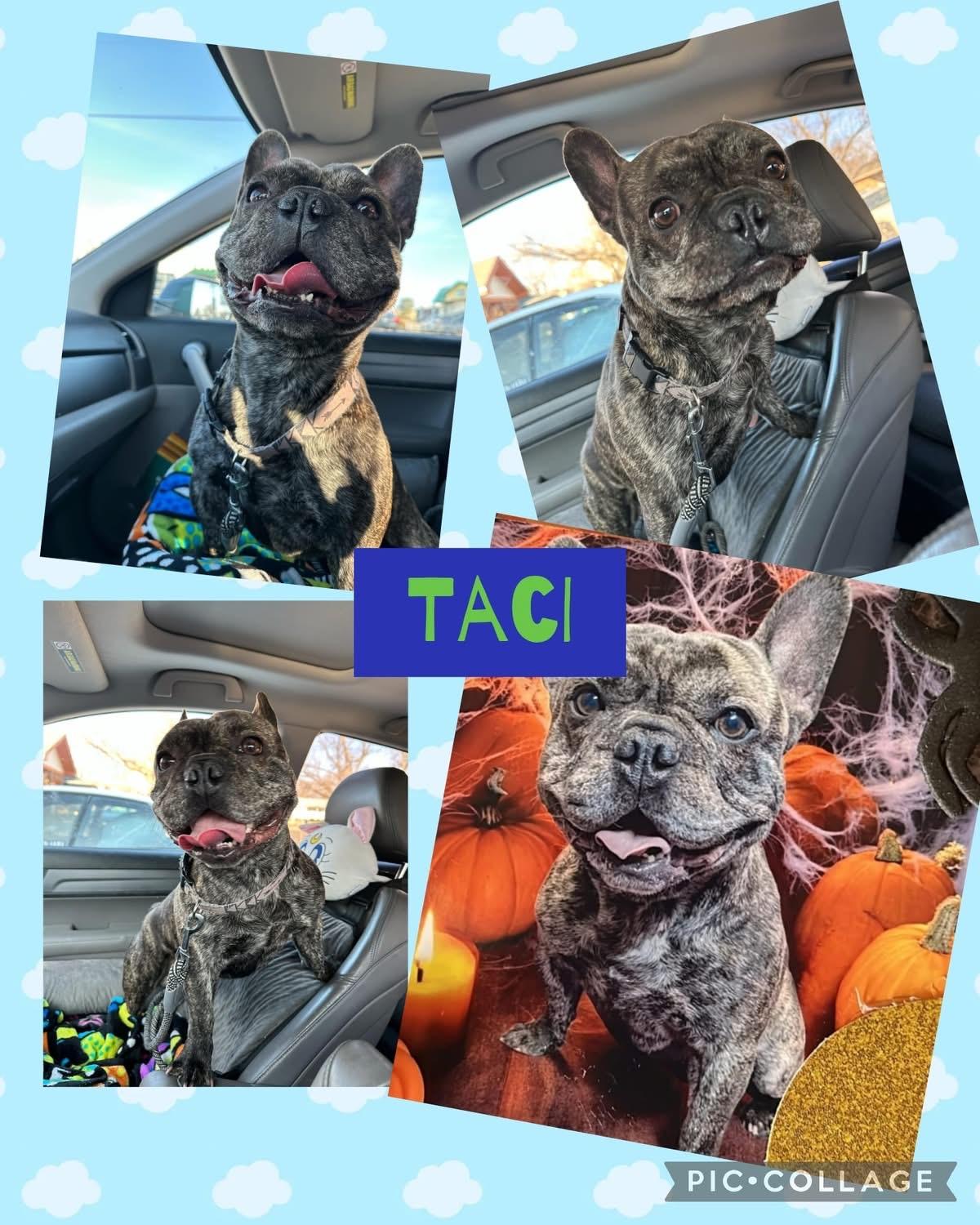 Tacci CL