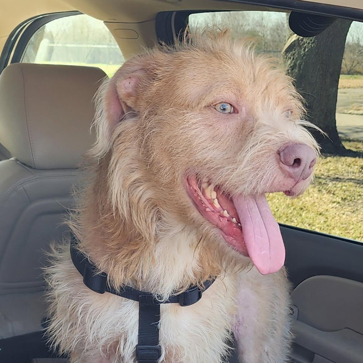 Archabald — thumbnail 3