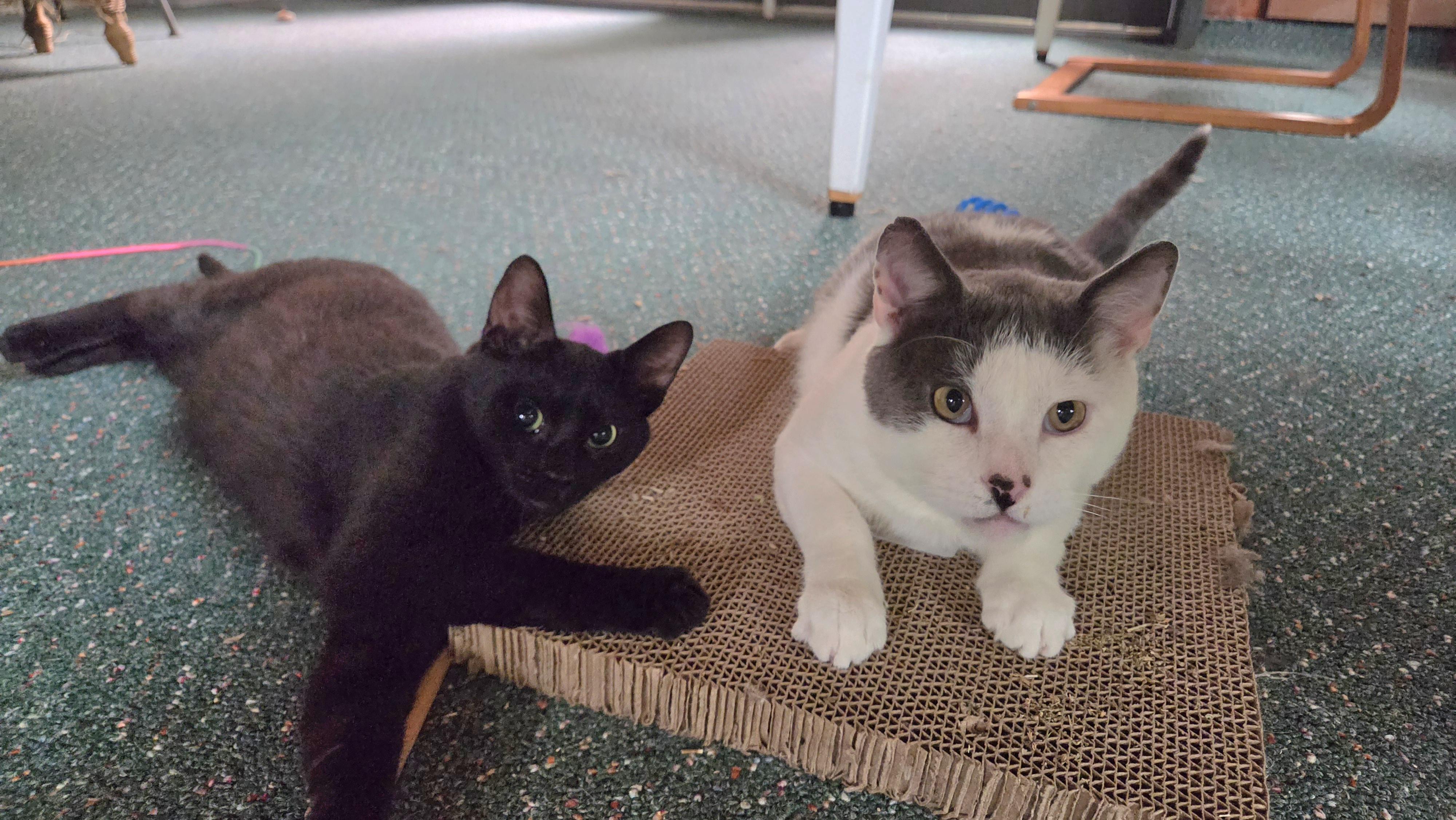 Marble, a Adoptable Domestic Short Hair in Syracuse, NY image 6/6