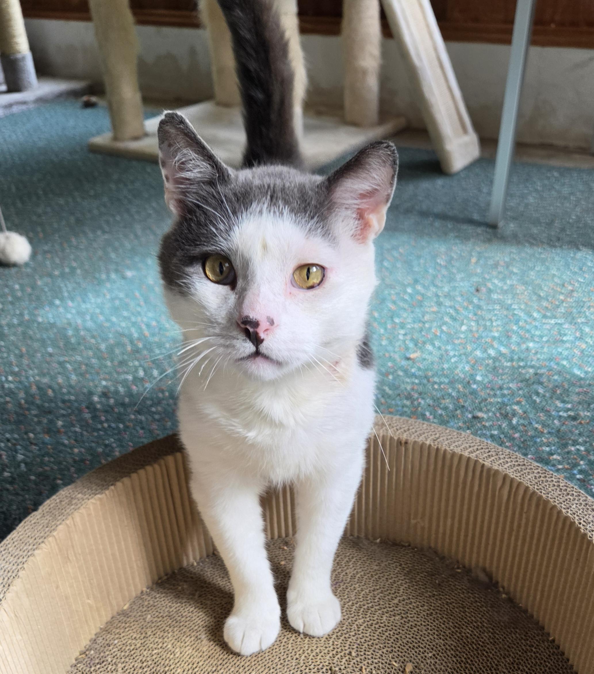 Marble, a Adoptable Domestic Short Hair in Syracuse, NY image 3/6