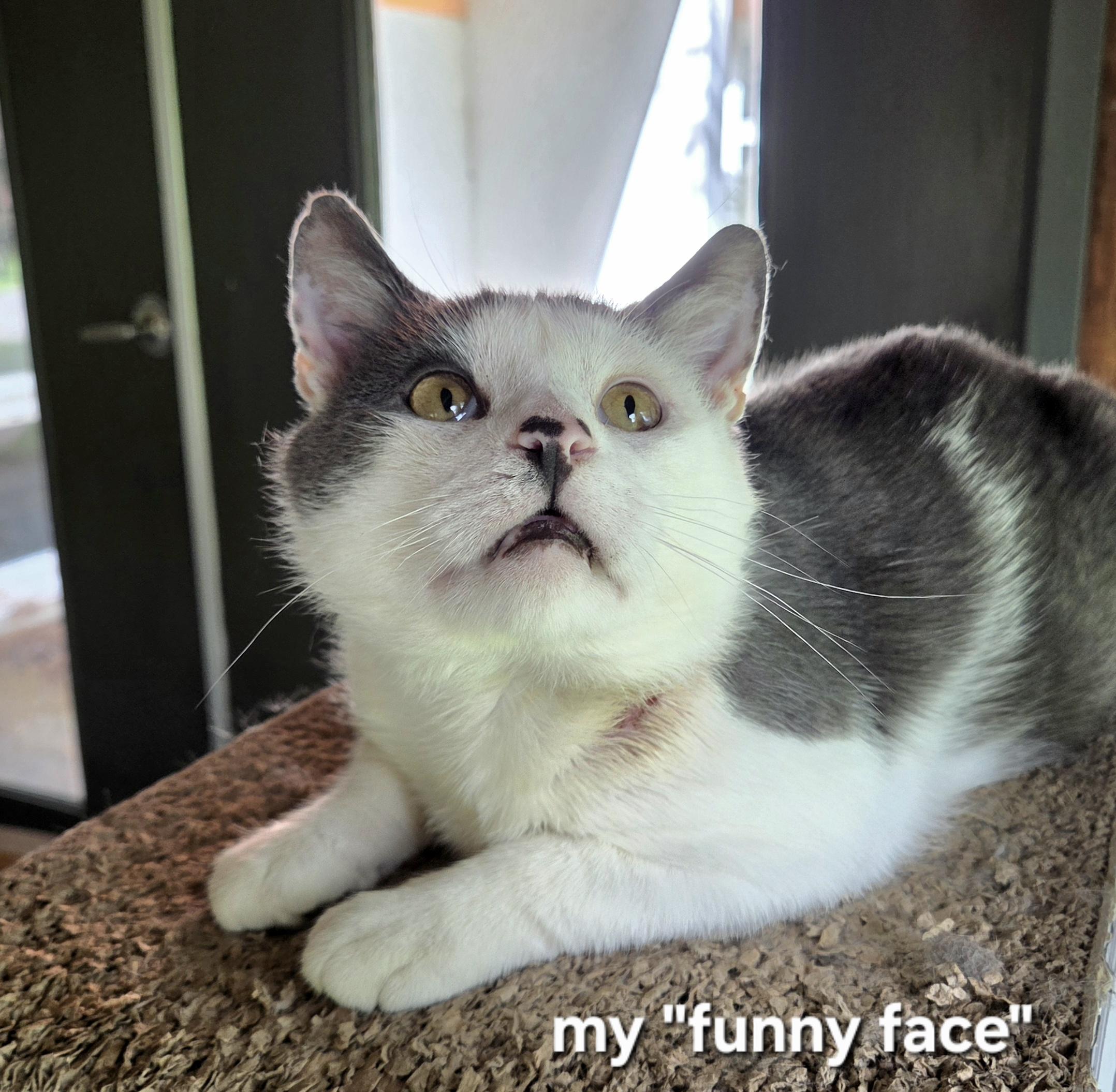 Marble, a Adoptable Domestic Short Hair in Syracuse, NY image 2/6