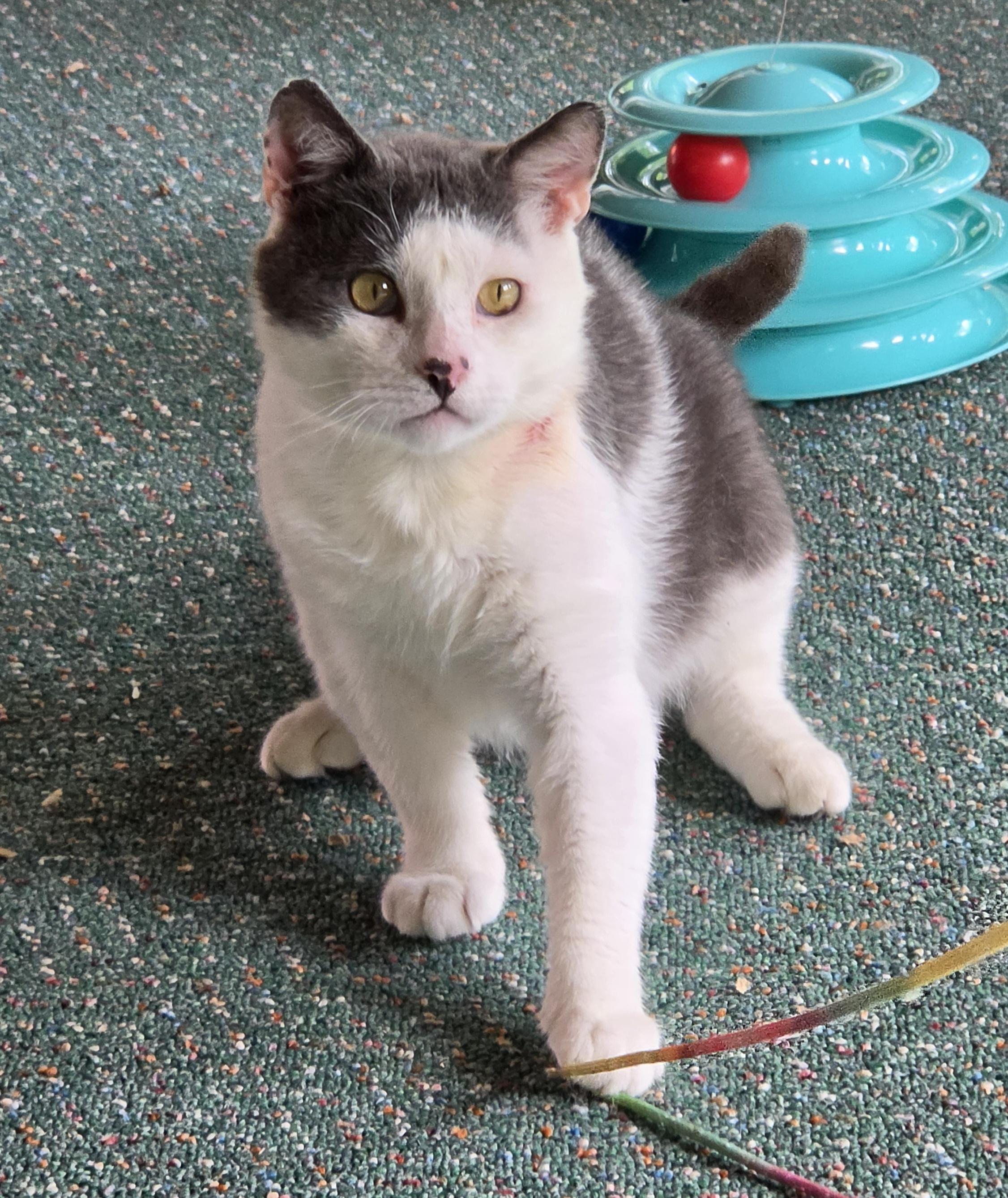 Marble, a Adoptable Domestic Short Hair in Syracuse, NY image 5/6