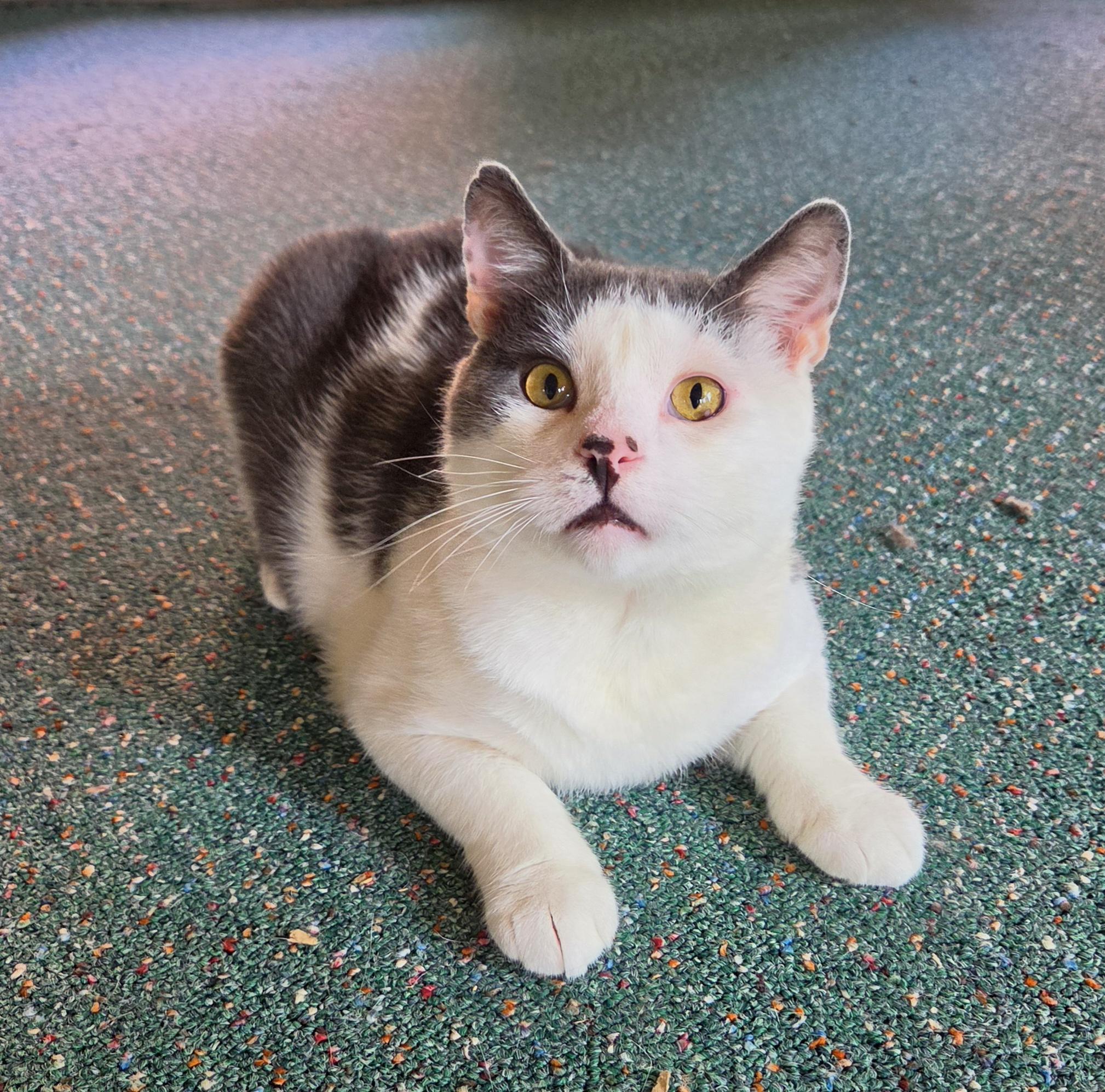 Marble, a Adoptable Domestic Short Hair in Syracuse, NY image 1/6