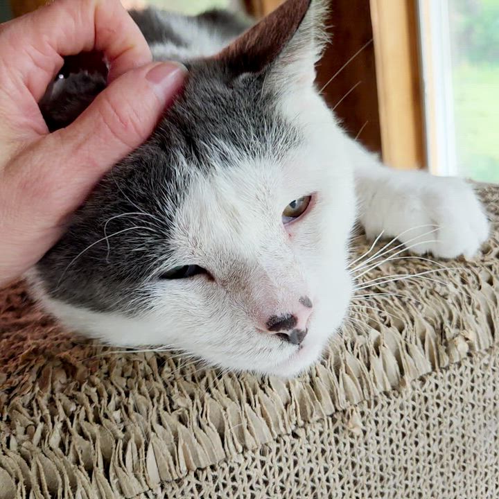 Enlarge Marble, a Adoptable Domestic Short Hair in Syracuse, NY video 4/6