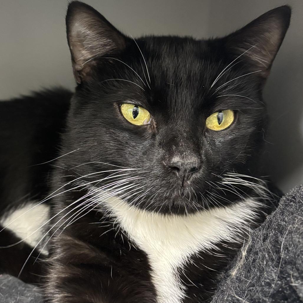 James Bond, Adoptable, Adult Male Domestic Short Hair.