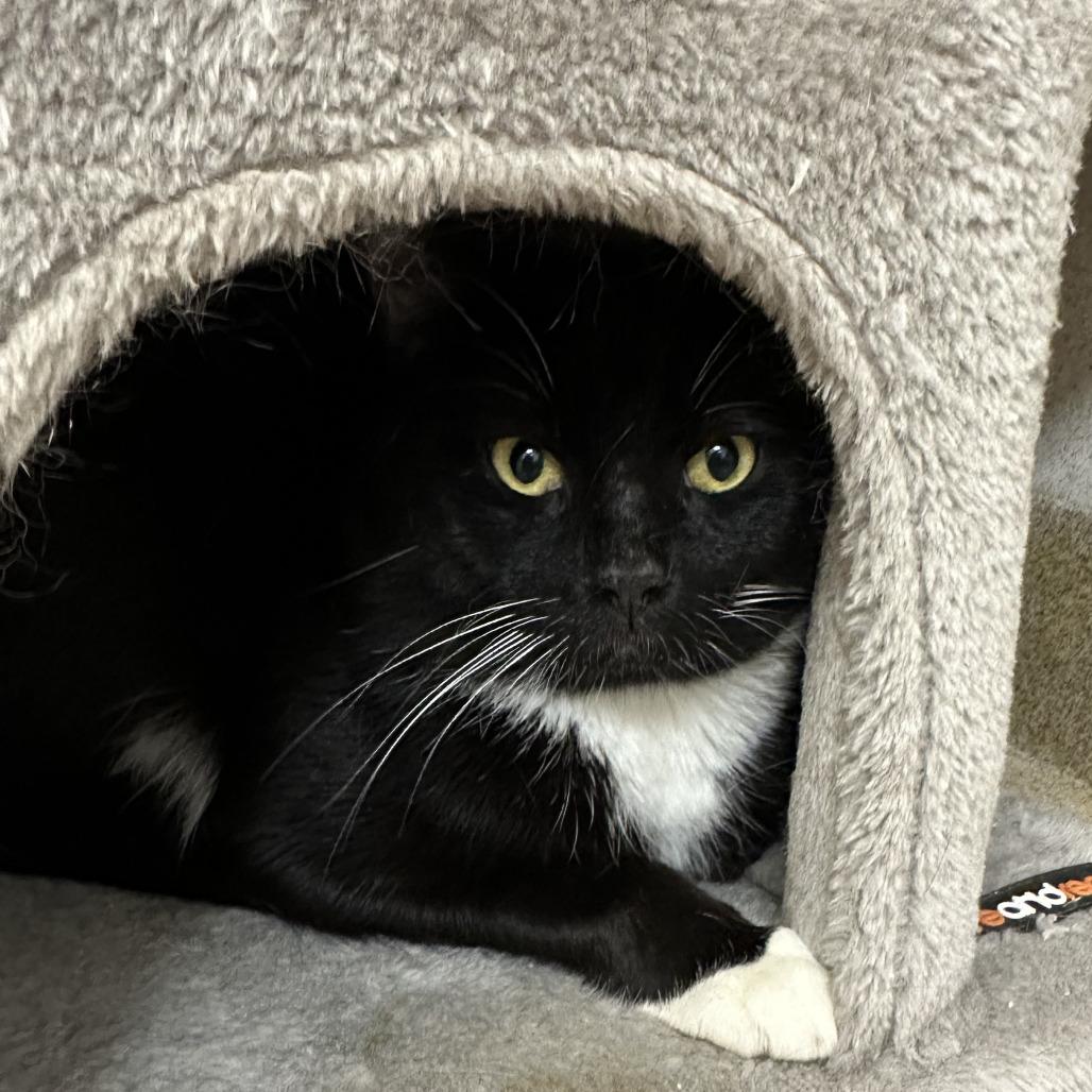 James Bond, a Adoptable Domestic Short Hair in Naperville, IL image 2/4