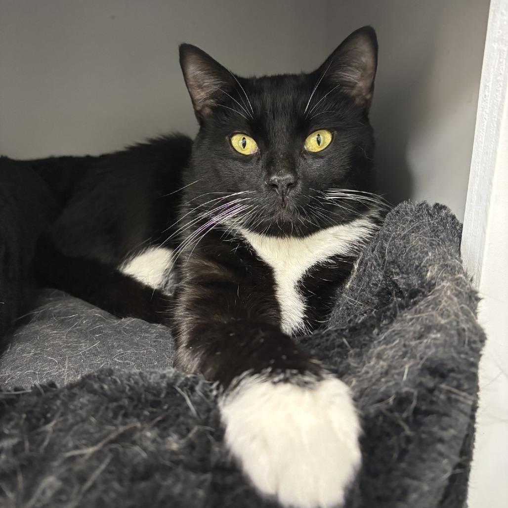 James Bond, a Adoptable Domestic Short Hair in Naperville, IL image 3/4
